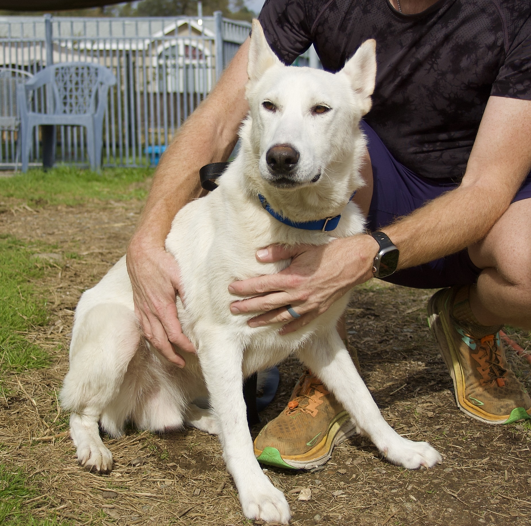 Woody, a Adoptable mixed breed in Grass Valley, CA image 1/6