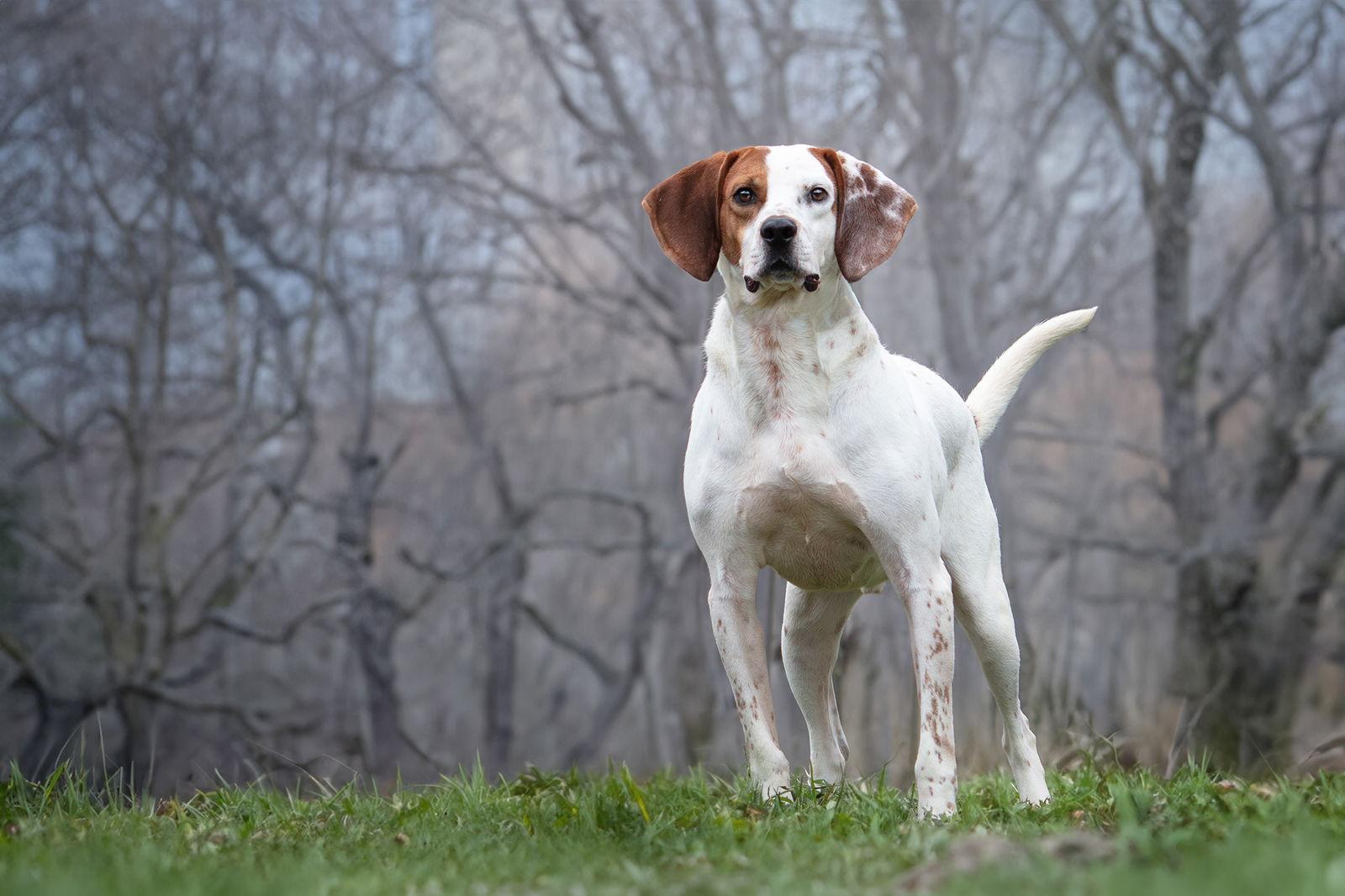 Enlarge Jones, a Adoptable Hound in Boston, KY image 1/3