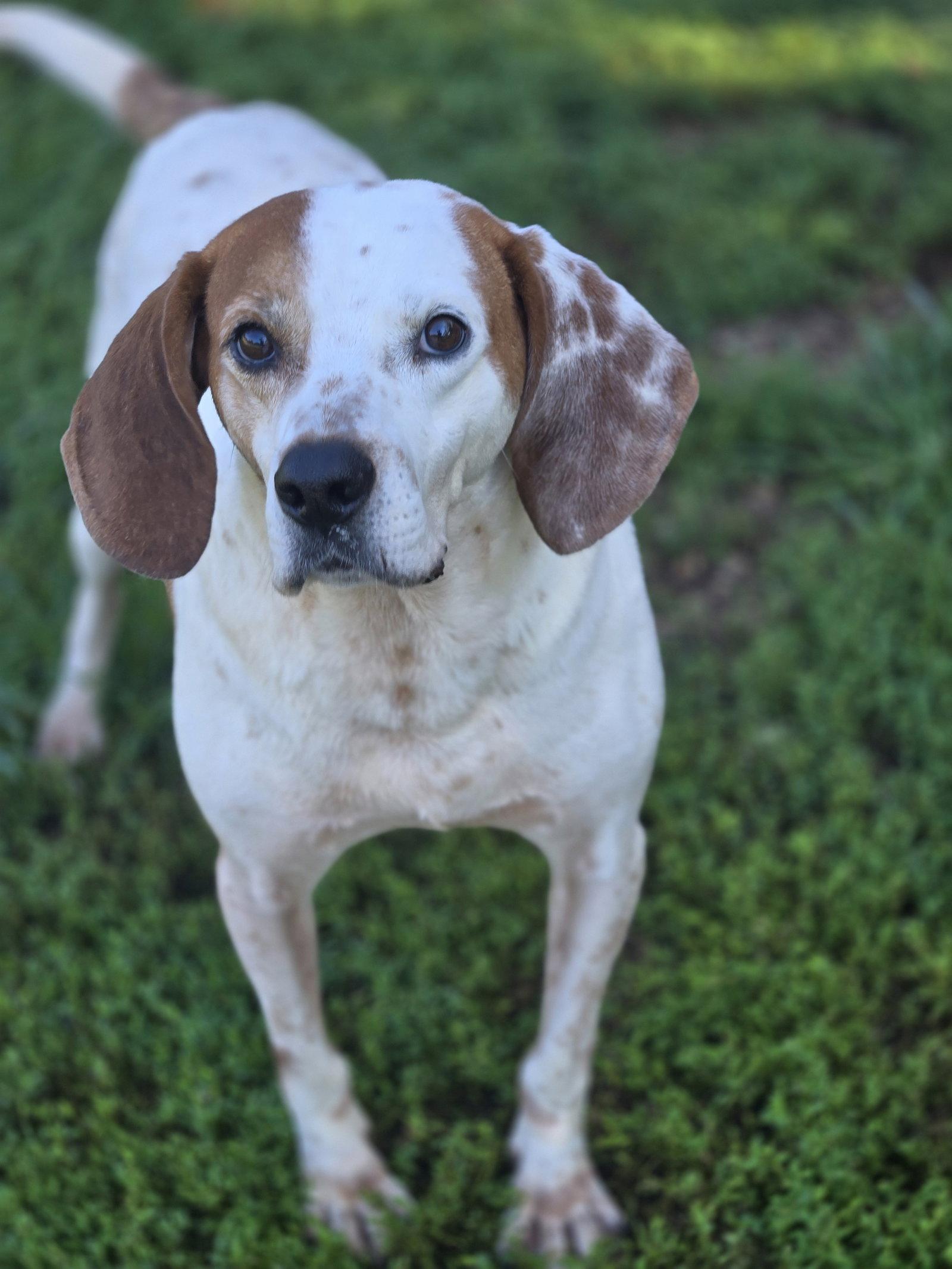 Enlarge Jones, a Adoptable Hound in Boston, KY image 2/3