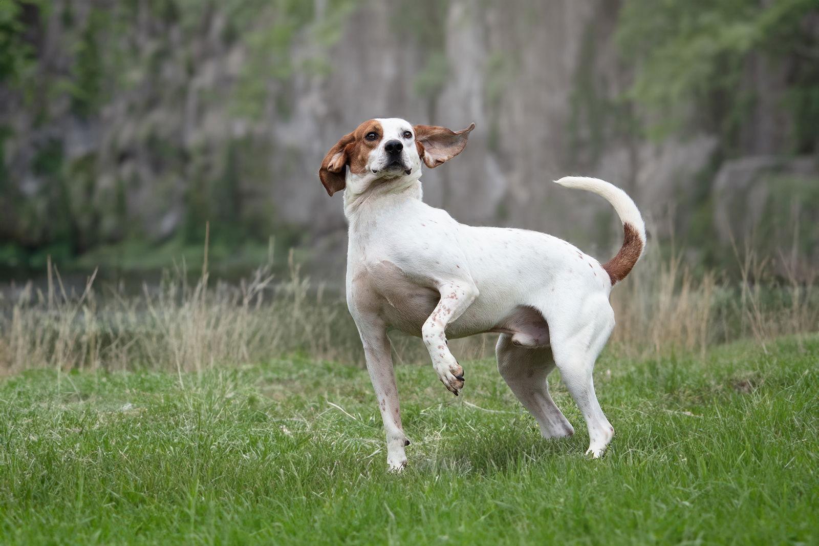 Enlarge Jones, a Adoptable Hound in Boston, KY image 2/3