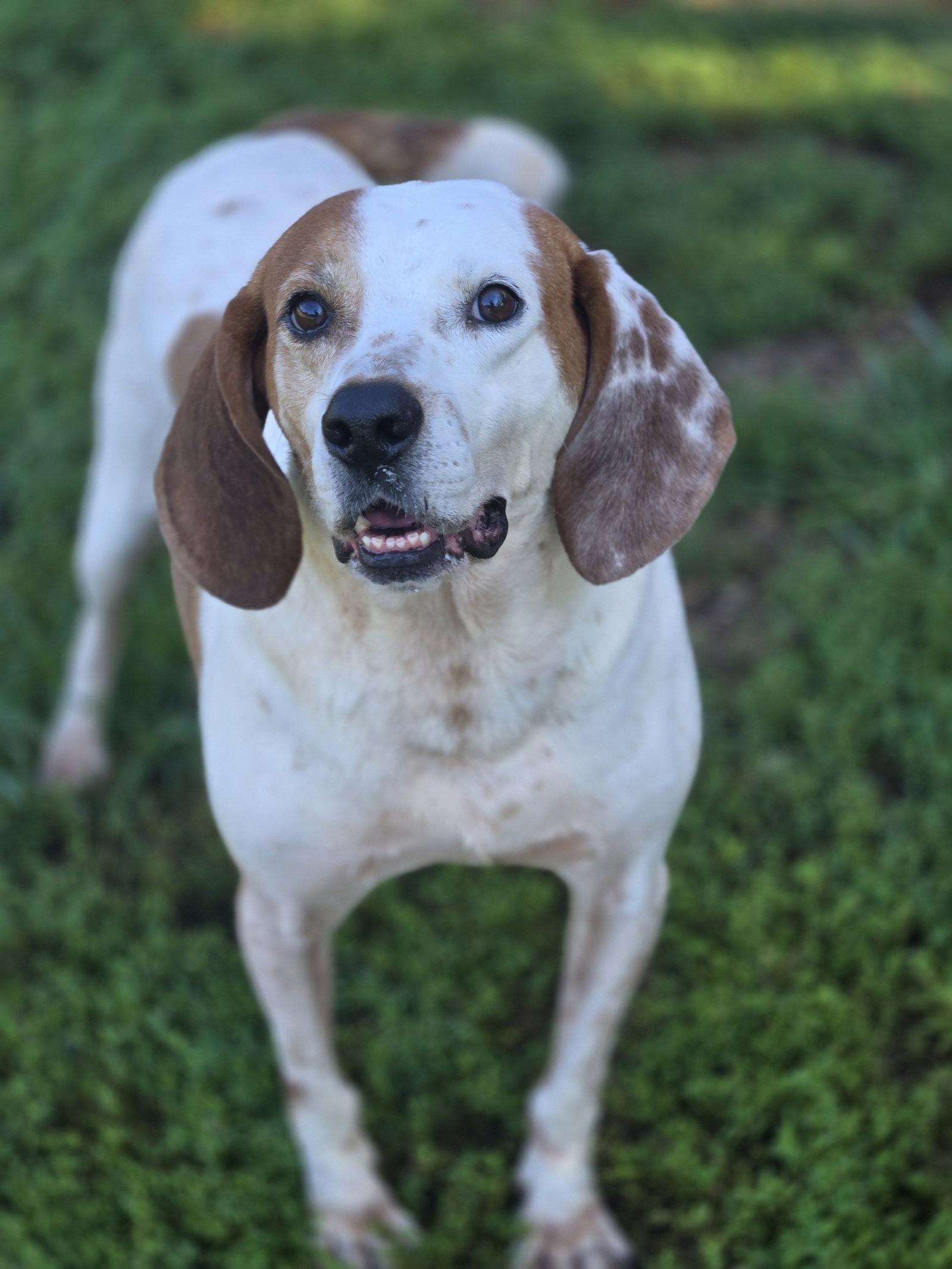 Enlarge Jones, a Adoptable Hound in Boston, KY image 3/3