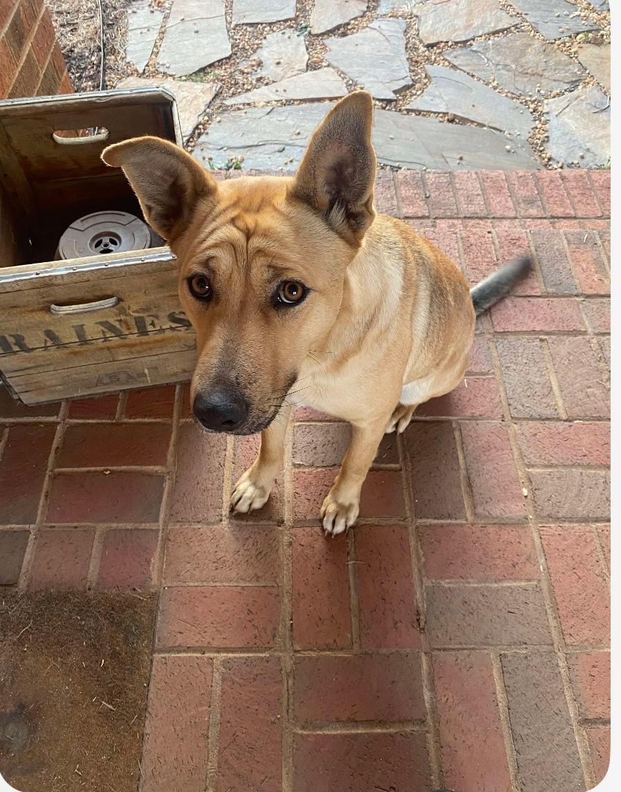 Catie, Adoptable, Young Female German Shepherd Dog & Mixed Breed.