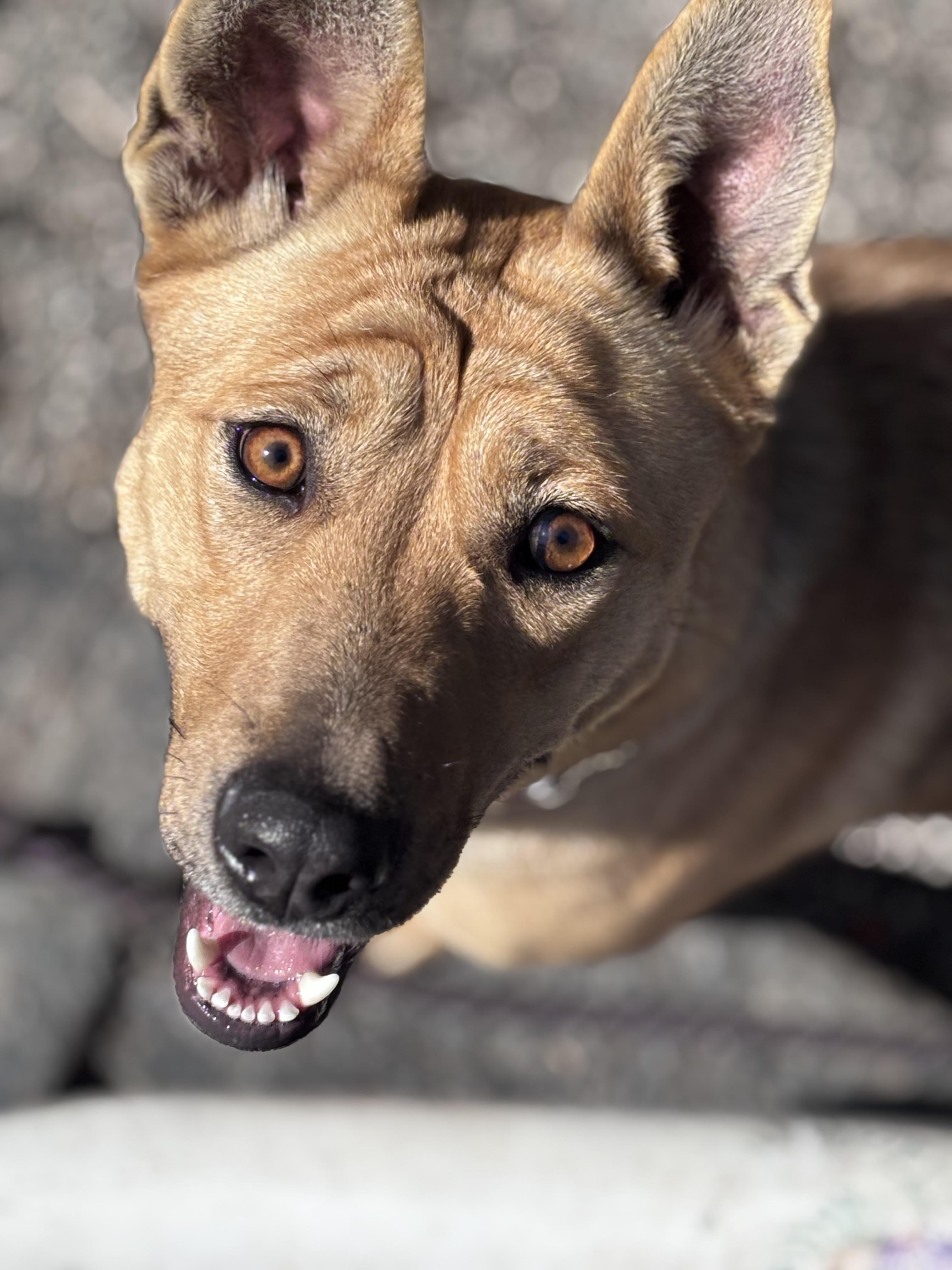 Catie, Adoptable, Young Female German Shepherd Dog & Mixed Breed.