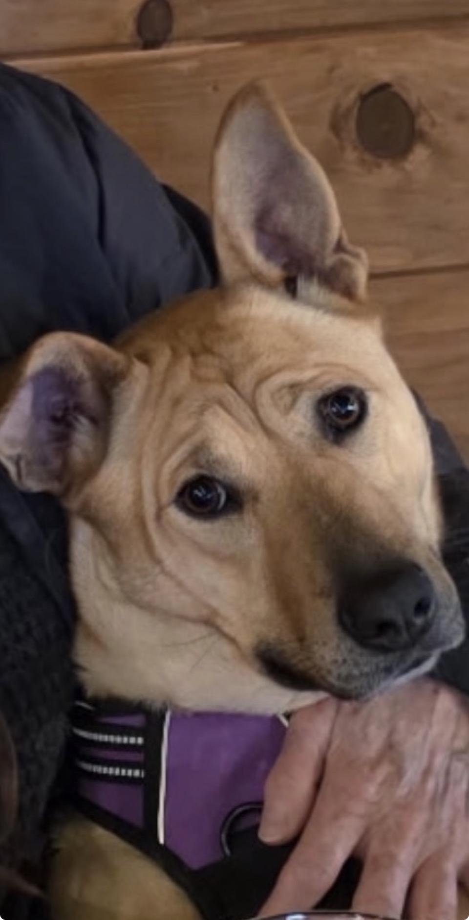 Catie, Adoptable, Young Female German Shepherd Dog & Mixed Breed.