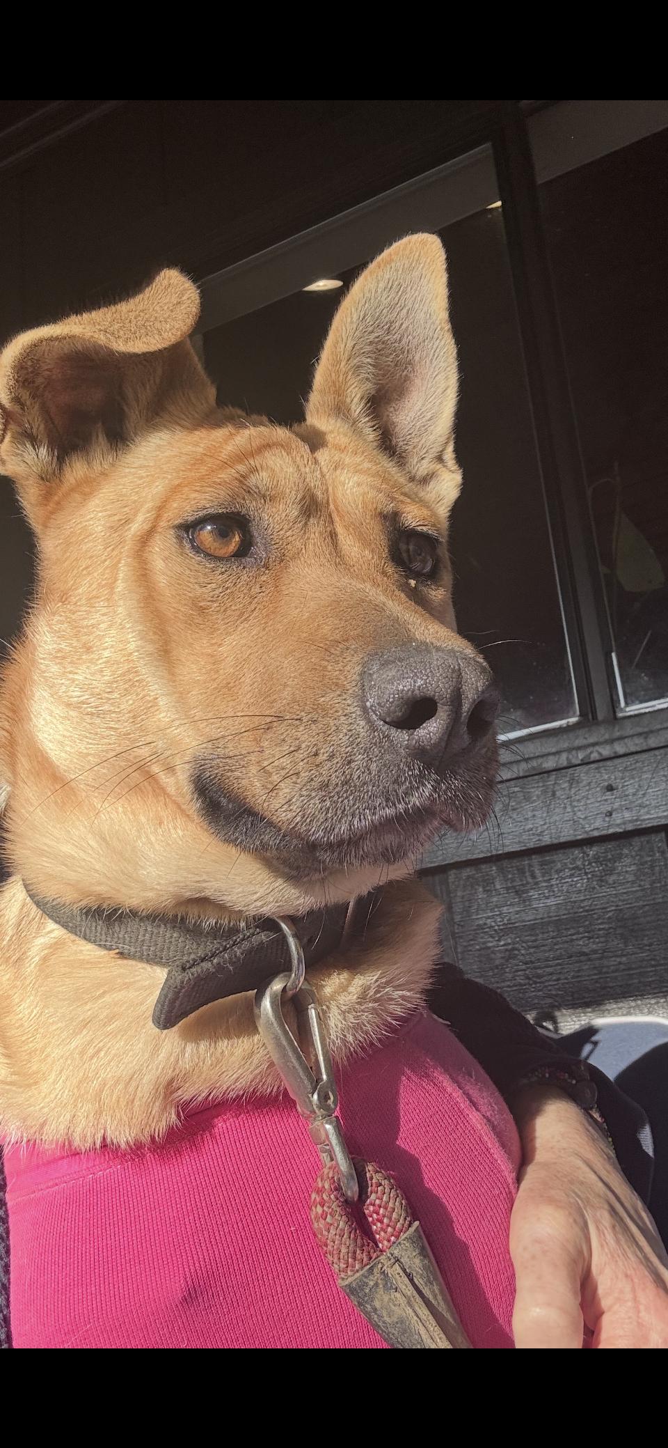 Catie, a Adoptable mixed breed in Rutherfordton, NC image 4/6