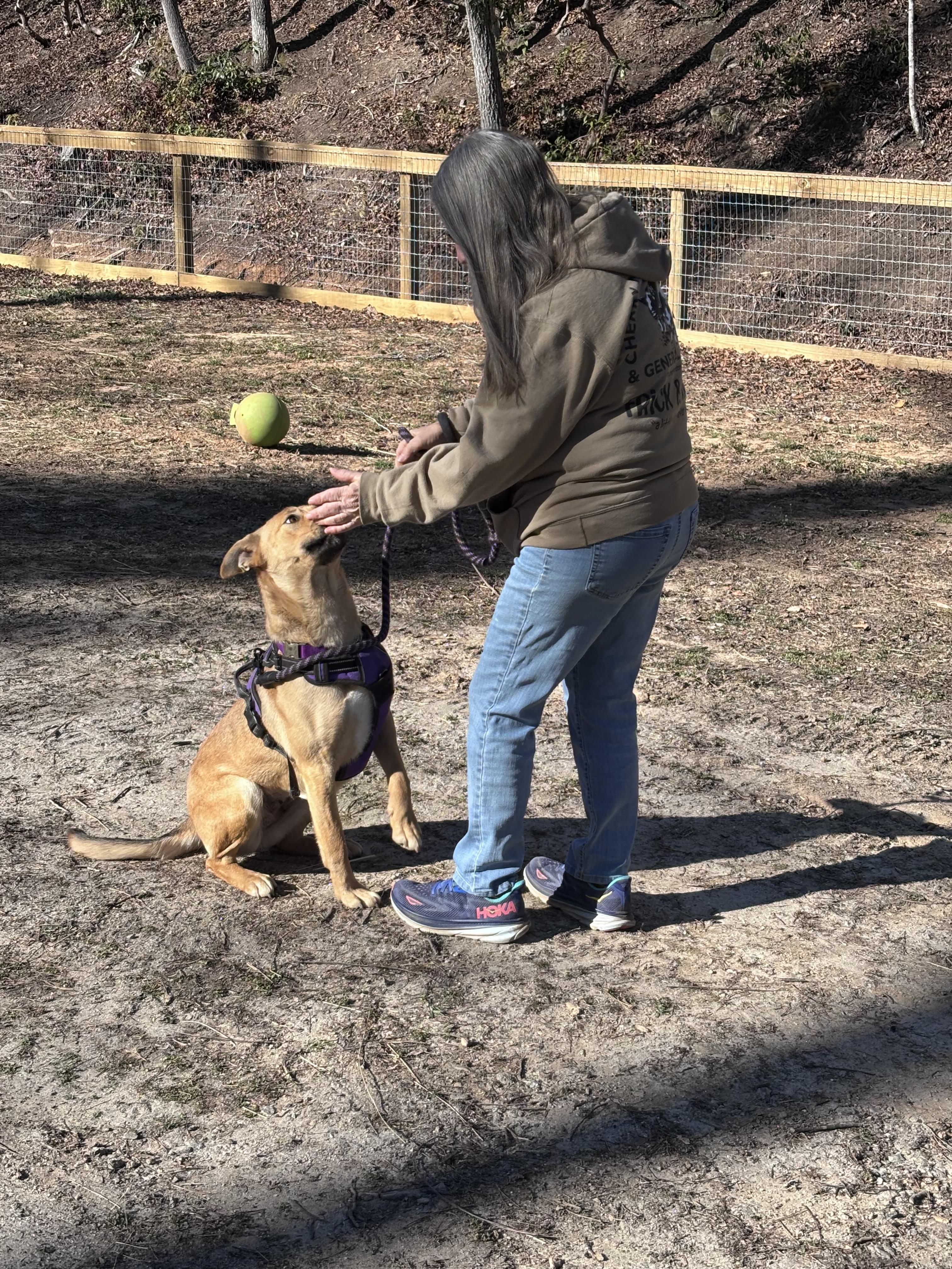 Catie, a Adoptable mixed breed in Rutherfordton, NC image 5/6
