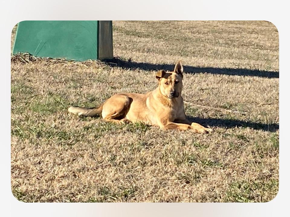 Catie, a Adoptable mixed breed in Rutherfordton, NC image 6/6
