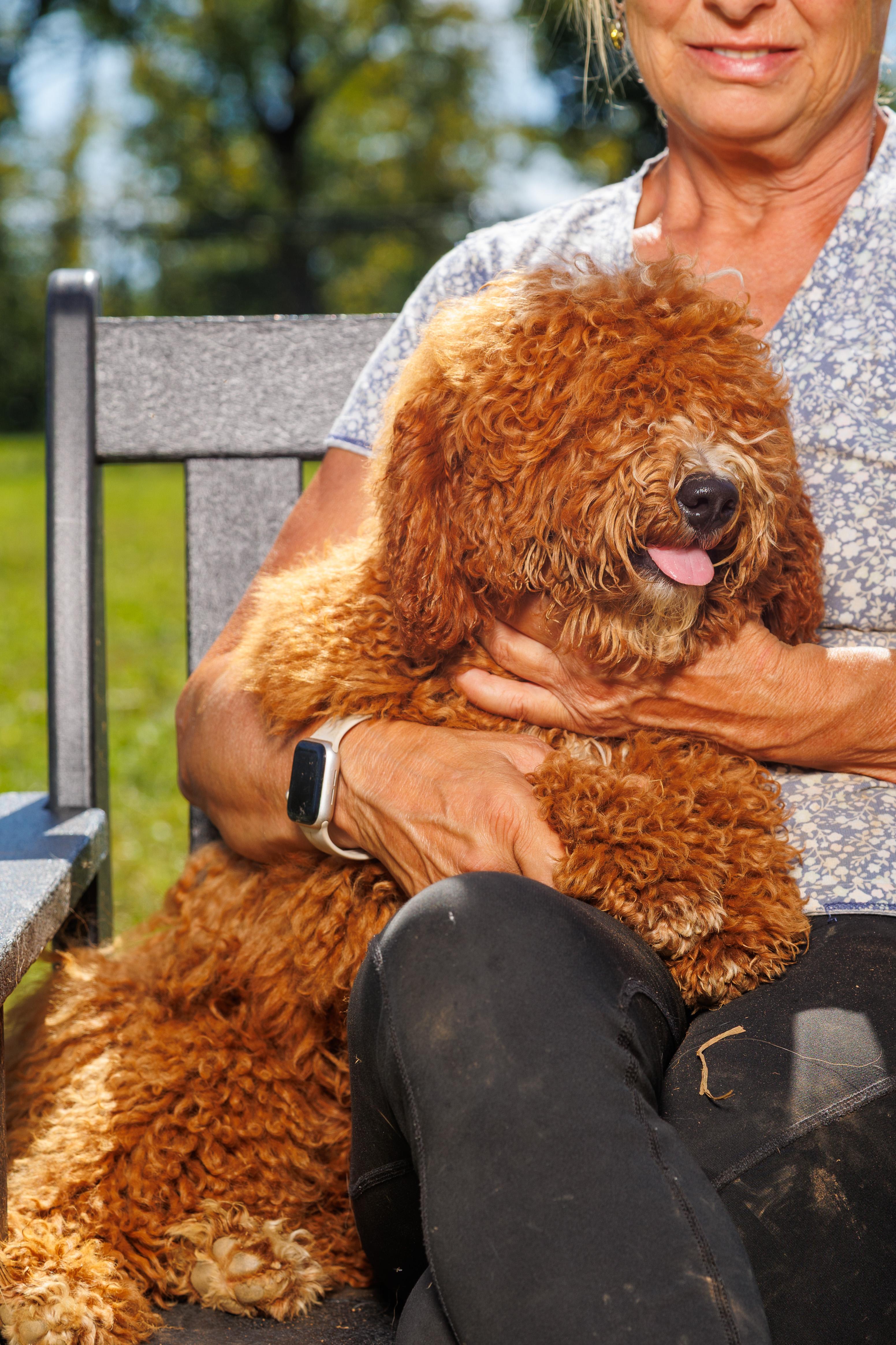 Enlarge Tickles, a Adoptable Goldendoodle in Chester Springs, PA image 2/2