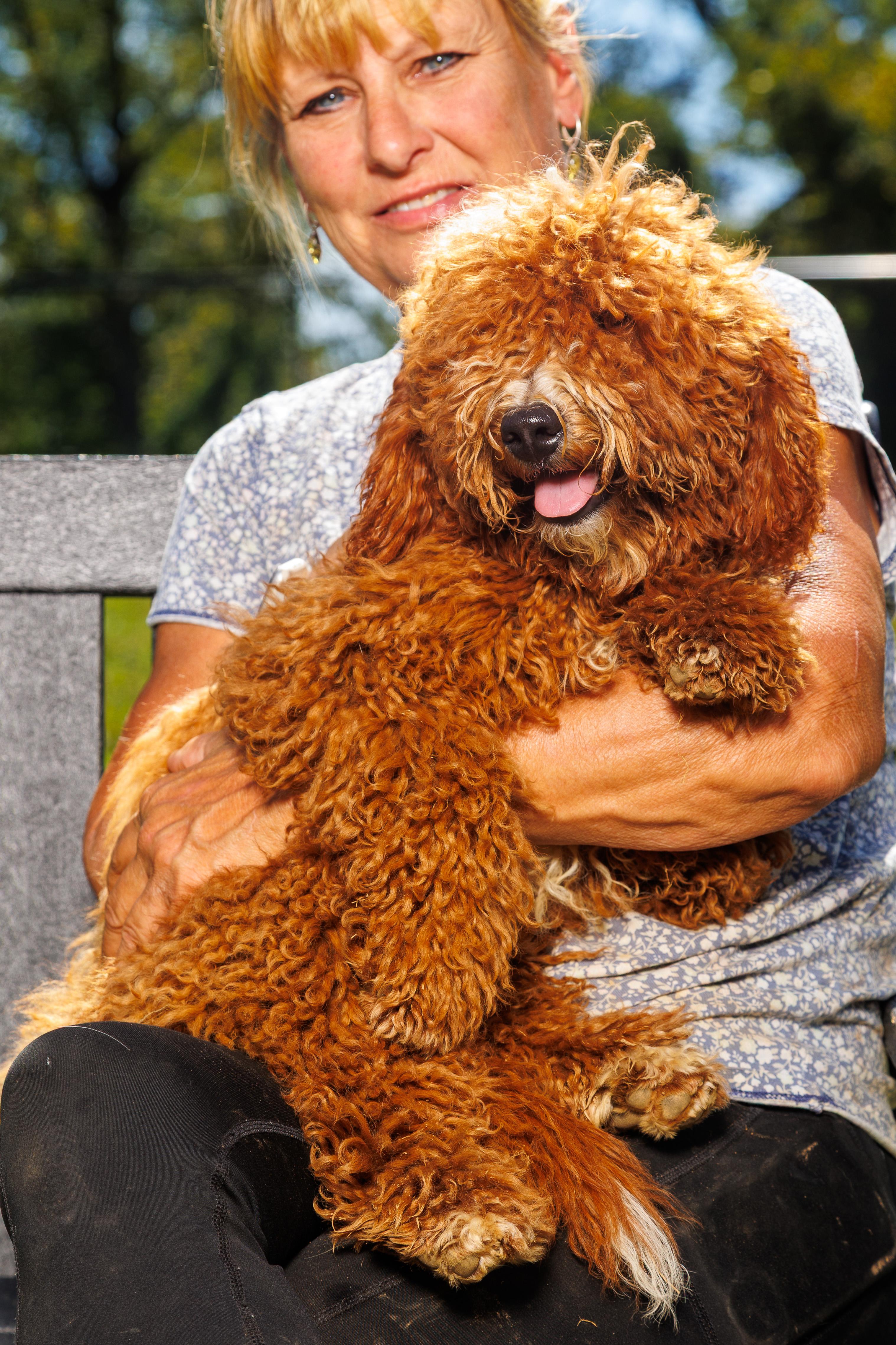 Tickles, Adoptable, Puppy Male Goldendoodle.