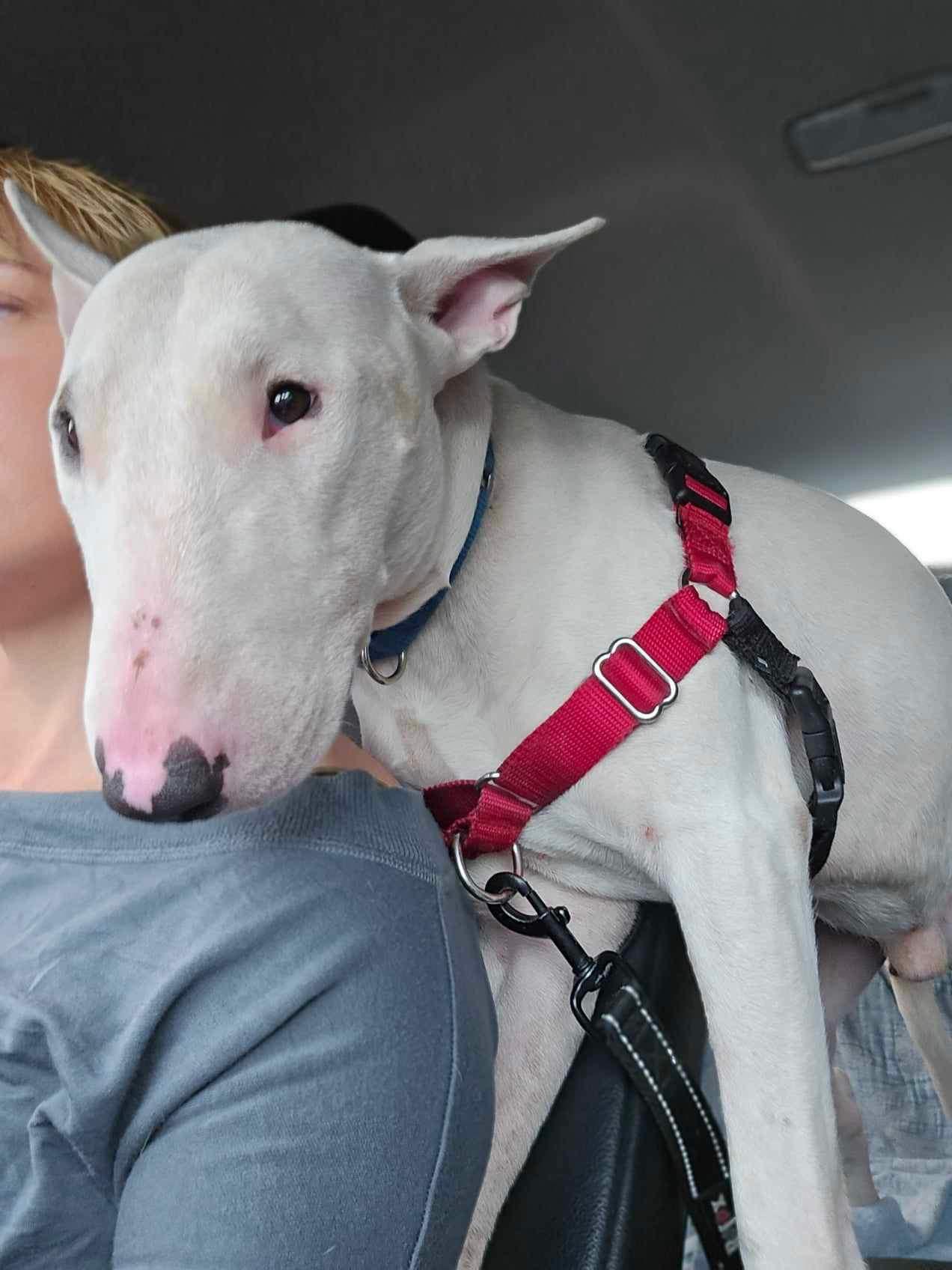 Enlarge 24-072 Chico Gambit, a Adoptable Bull Terrier in New York, NY image 1/6