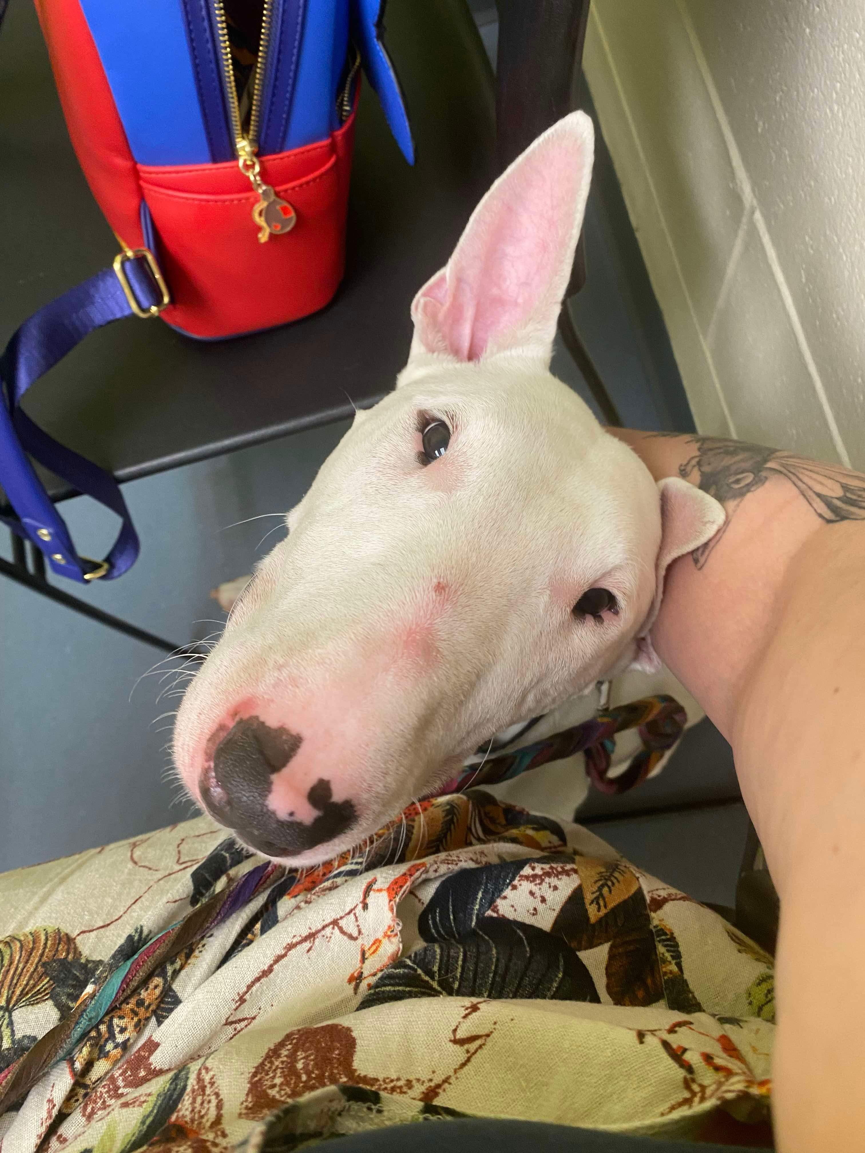 Enlarge 24-072 Chico Gambit, a Adoptable Bull Terrier in New York, NY image 2/6