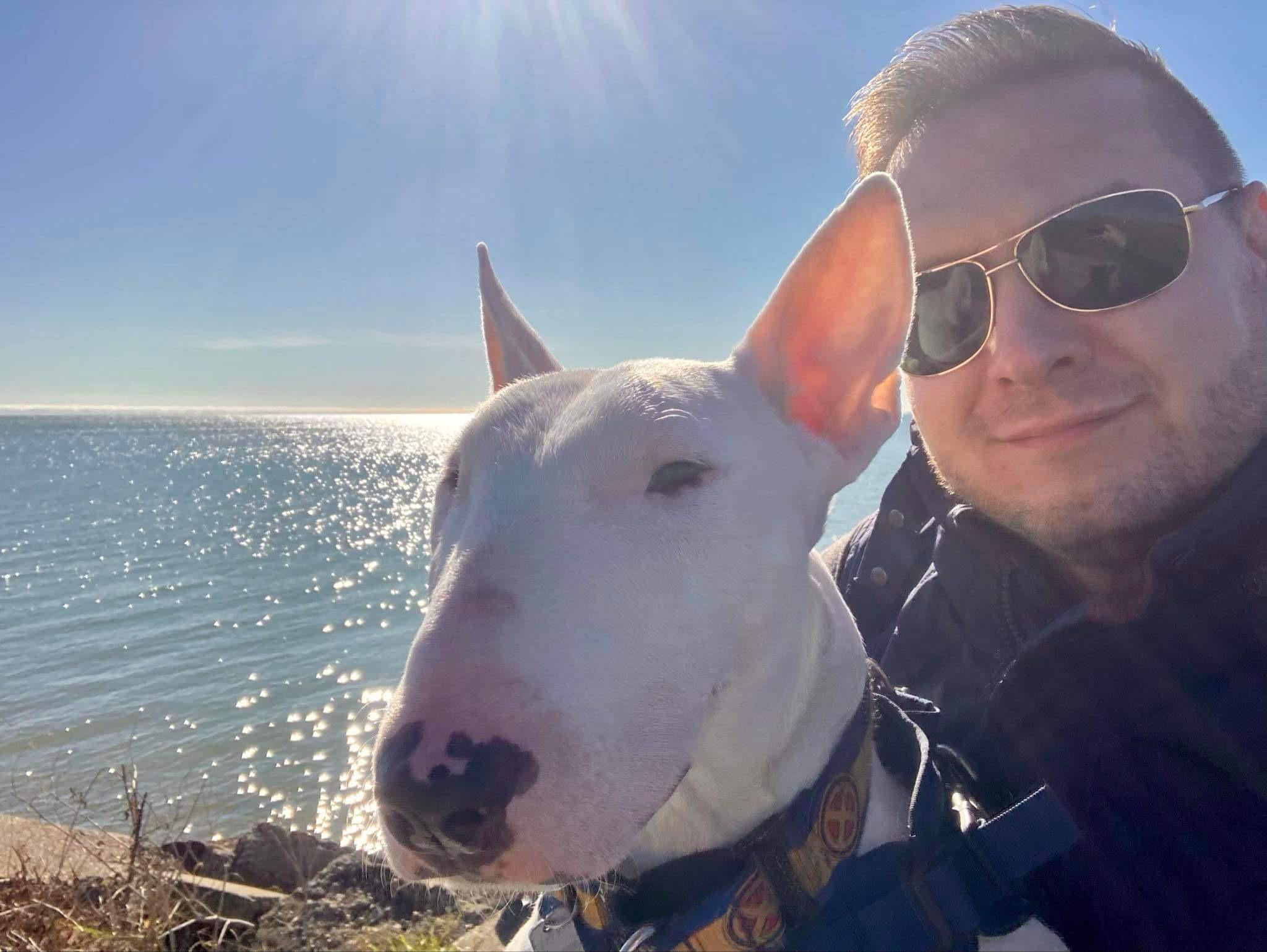 Enlarge 24-072 Chico Gambit, a Adoptable Bull Terrier in New York, NY image 3/6