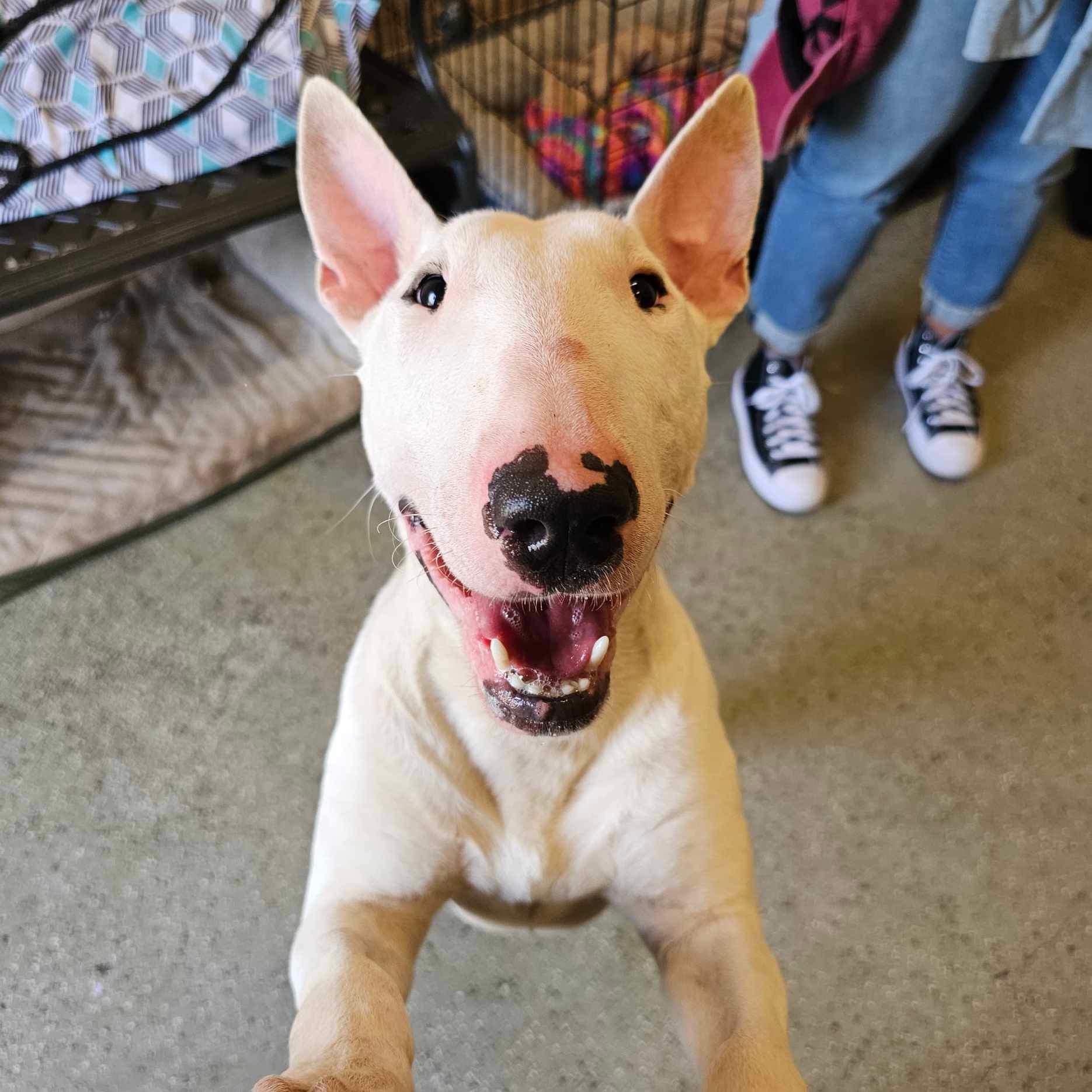 Enlarge 24-072 Chico Gambit, a Adoptable Bull Terrier in New York, NY image 4/6