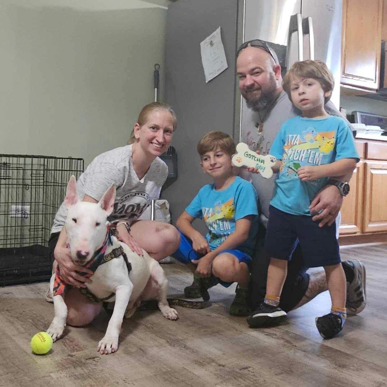 Enlarge 24-072 Chico Gambit, a Adoptable Bull Terrier in New York, NY image 6/6