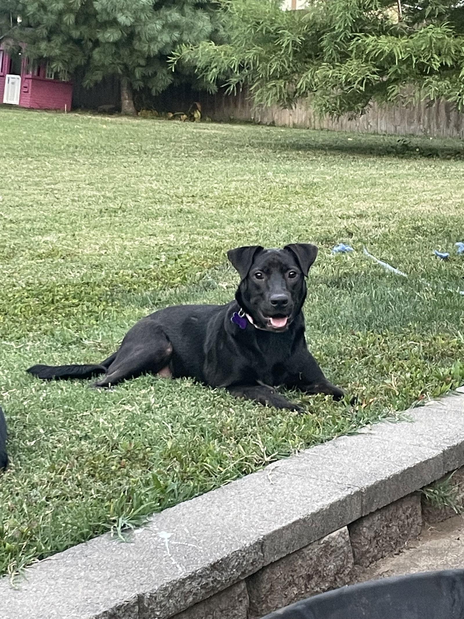 Poppy, a Adopted Labrador Retriever in St. Louis, MO image 1/3