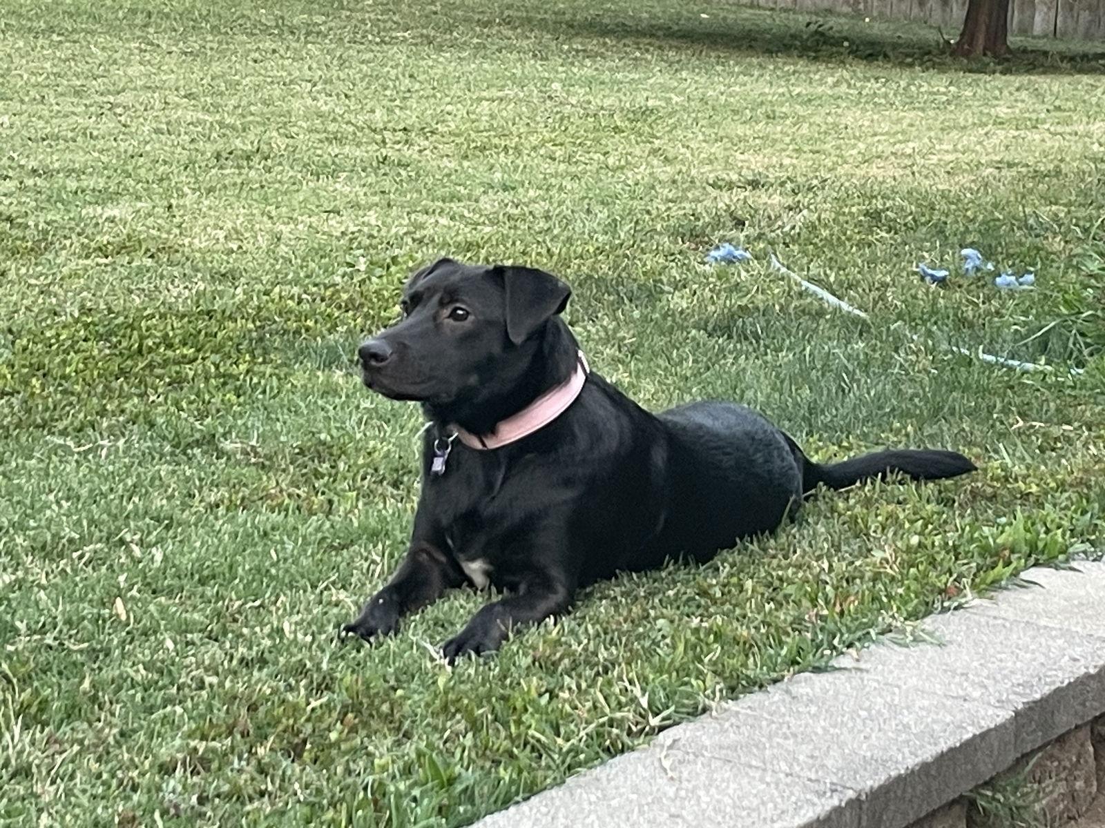Poppy, a Adopted Labrador Retriever in St. Louis, MO image 2/3