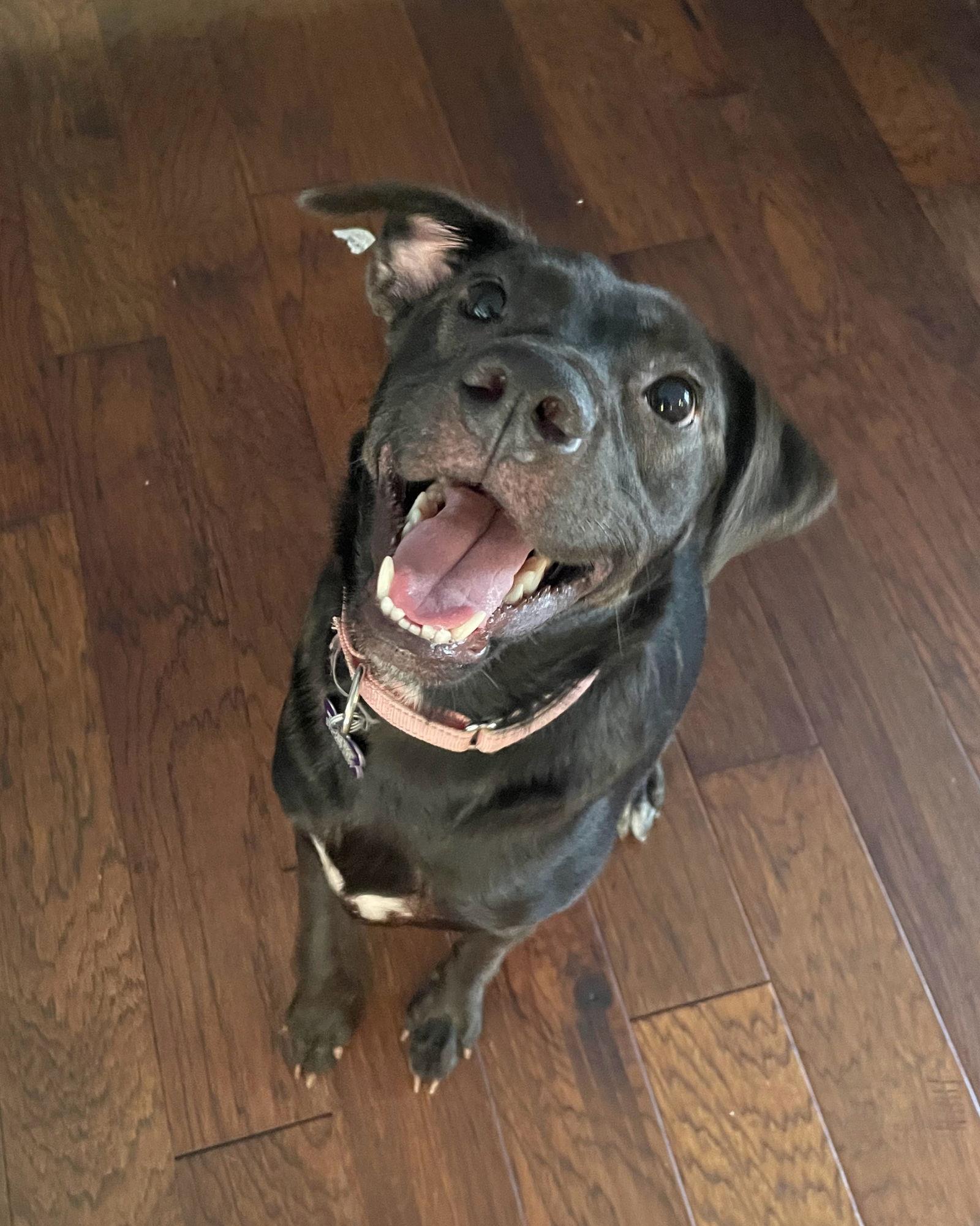 Poppy, a Adopted Labrador Retriever in St. Louis, MO image 3/3