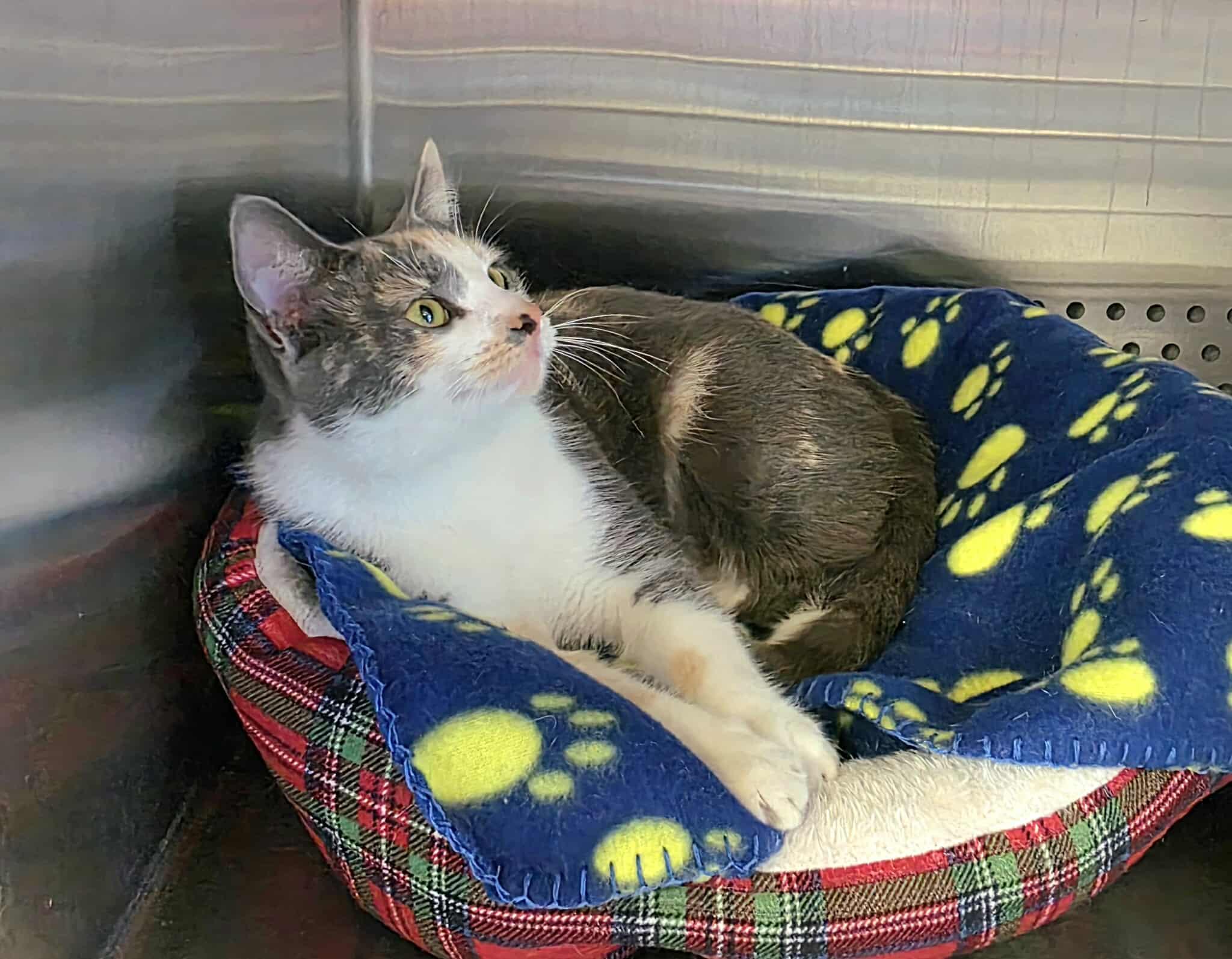 Enlarge Ashley, an adopted Dilute Calico in Oak Ridge, TN image 4/4