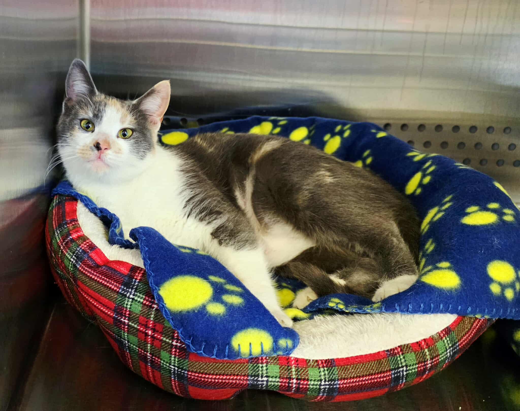 Enlarge Ashley, an adopted Dilute Calico in Oak Ridge, TN image 2/4