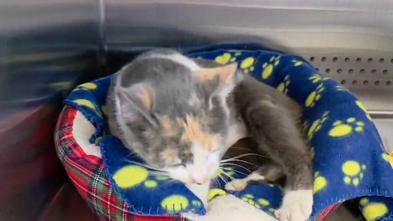 Enlarge Ashley, an adopted Dilute Calico in Oak Ridge, TN video 3/4