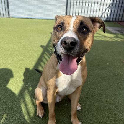 Enlarge Rubble, a Adoptable mixed breed in Merriam, KS image 1/3