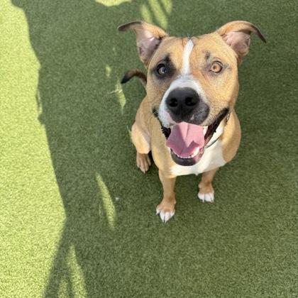 Rubble, Adoptable, Adult Male Mixed Breed & Mixed Breed.