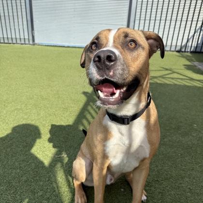 Enlarge Rubble, a Adoptable mixed breed in Merriam, KS image 3/3
