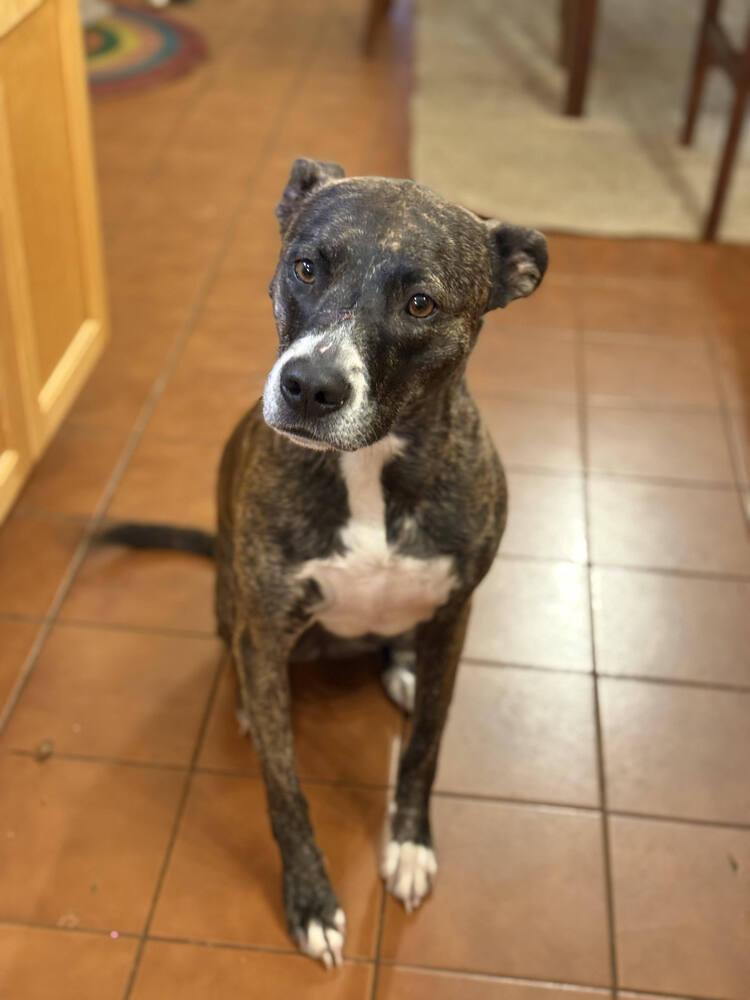 Lizzy, Adoptable, Adult Female Boxer & Mixed Breed.