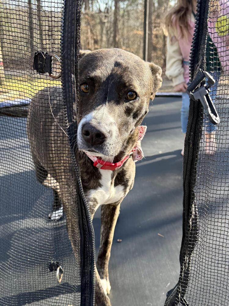 Enlarge Lizzy, a Adoptable mixed breed in Chattanooga, TN image 2/3