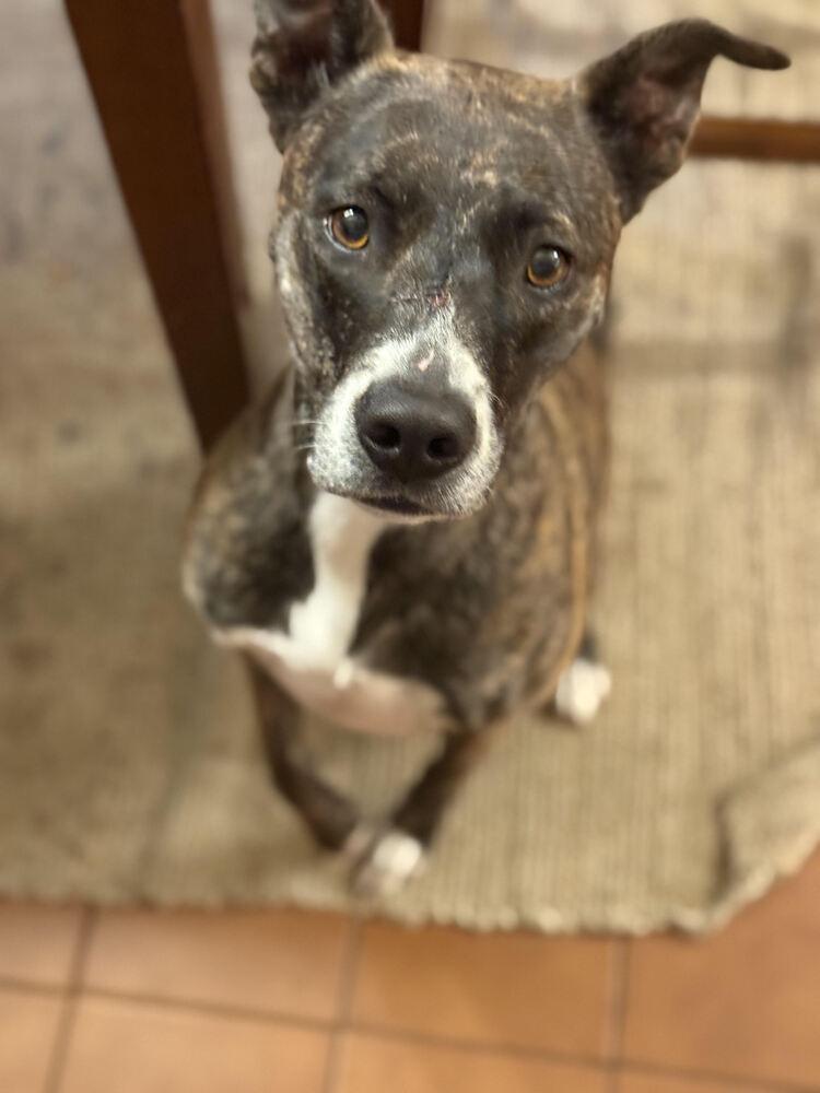 Enlarge Lizzy, a Adoptable mixed breed in Chattanooga, TN image 3/3