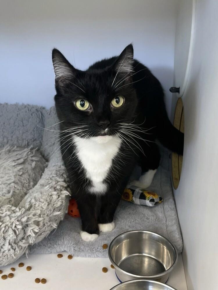 Enlarge Kitkat, a Adoptable Domestic Short Hair in Trenton, ME image 1/1