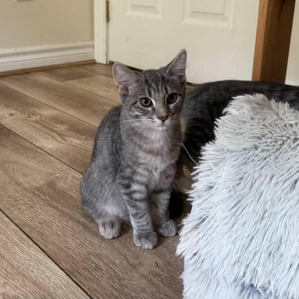 Gazpacho, Adoptable, Kitten Male Domestic Short Hair.