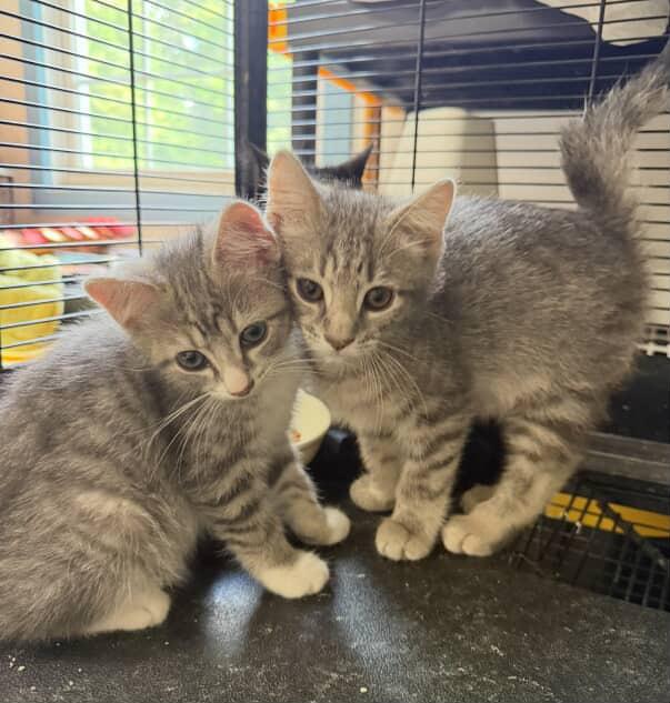 Enlarge Gazpacho, a Adoptable Domestic Short Hair in Red Hook, NY image 3/5