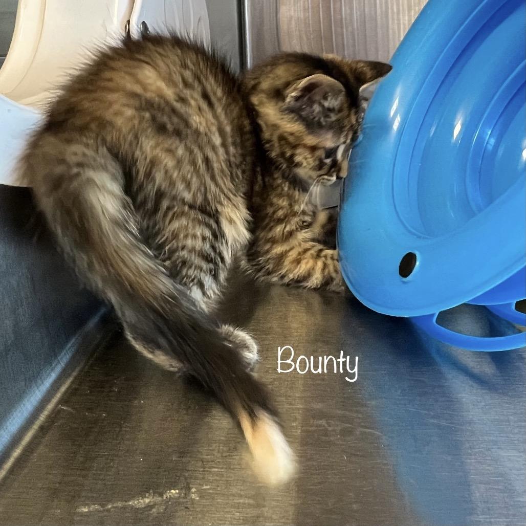 Enlarge Bounty, a Adoptable mixed breed in Phoenix, AZ image 1/3