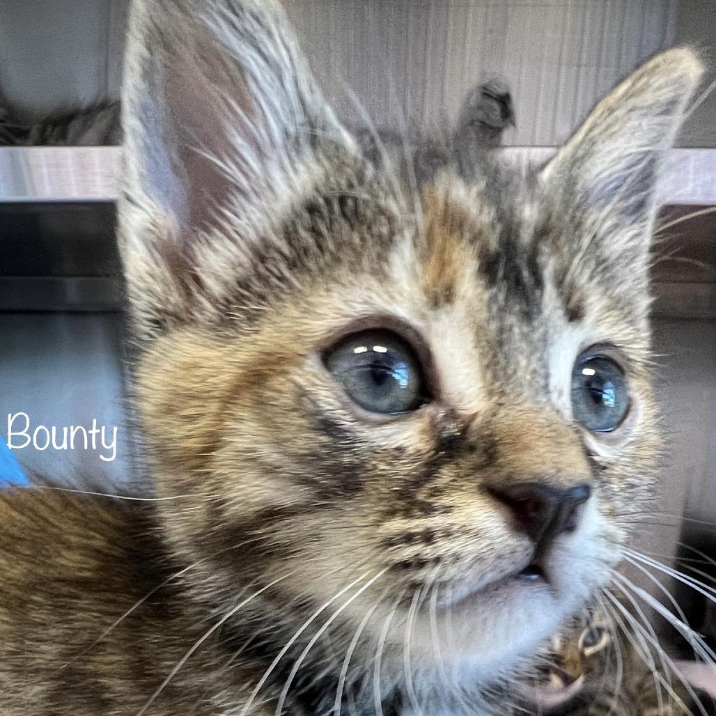 Enlarge Bounty, a Adoptable mixed breed in Phoenix, AZ image 3/3