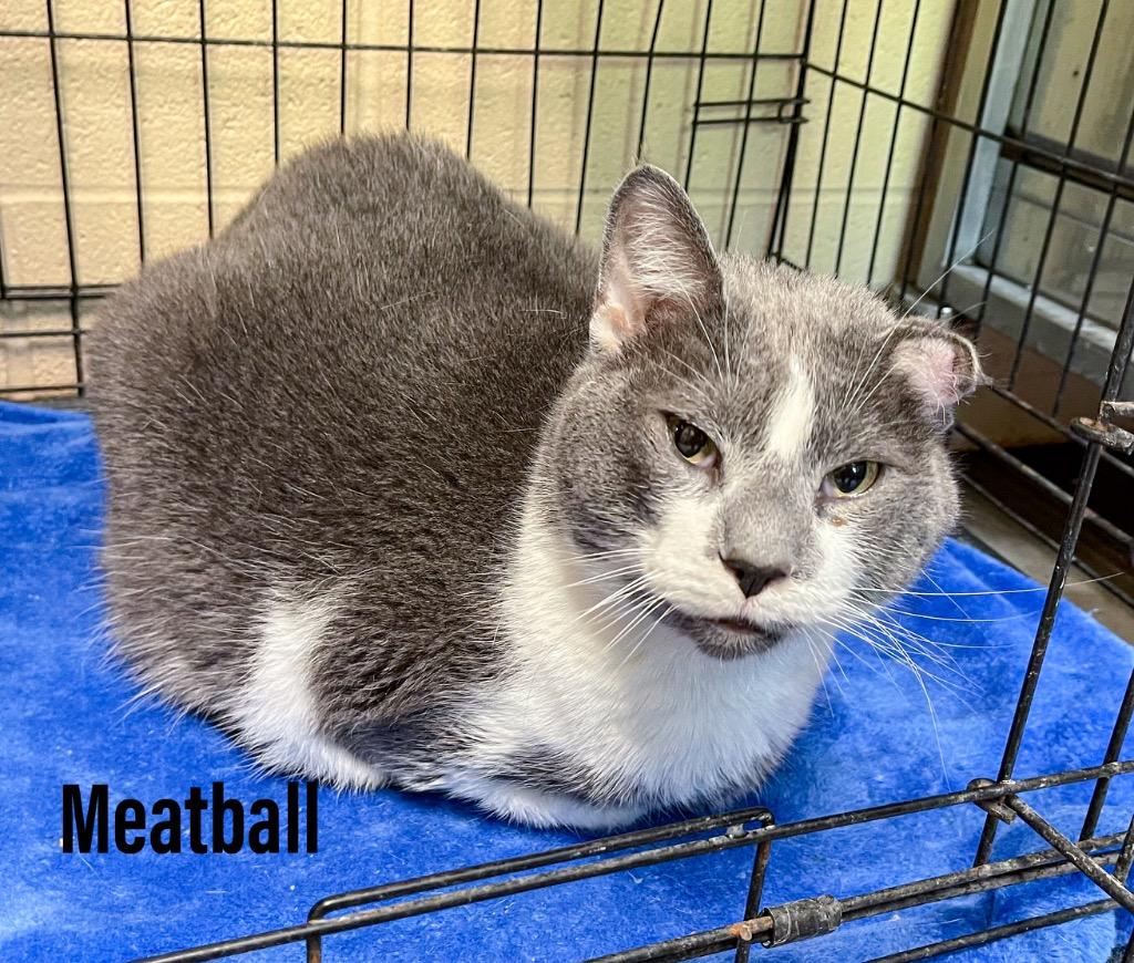 Enlarge Meatball, a Adoptable mixed breed in Clearfield, KY image 1/1