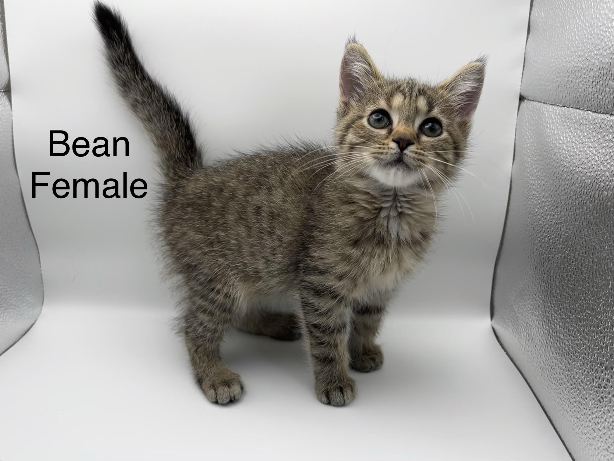Bean, Adoptable, Young Female Domestic Short Hair.