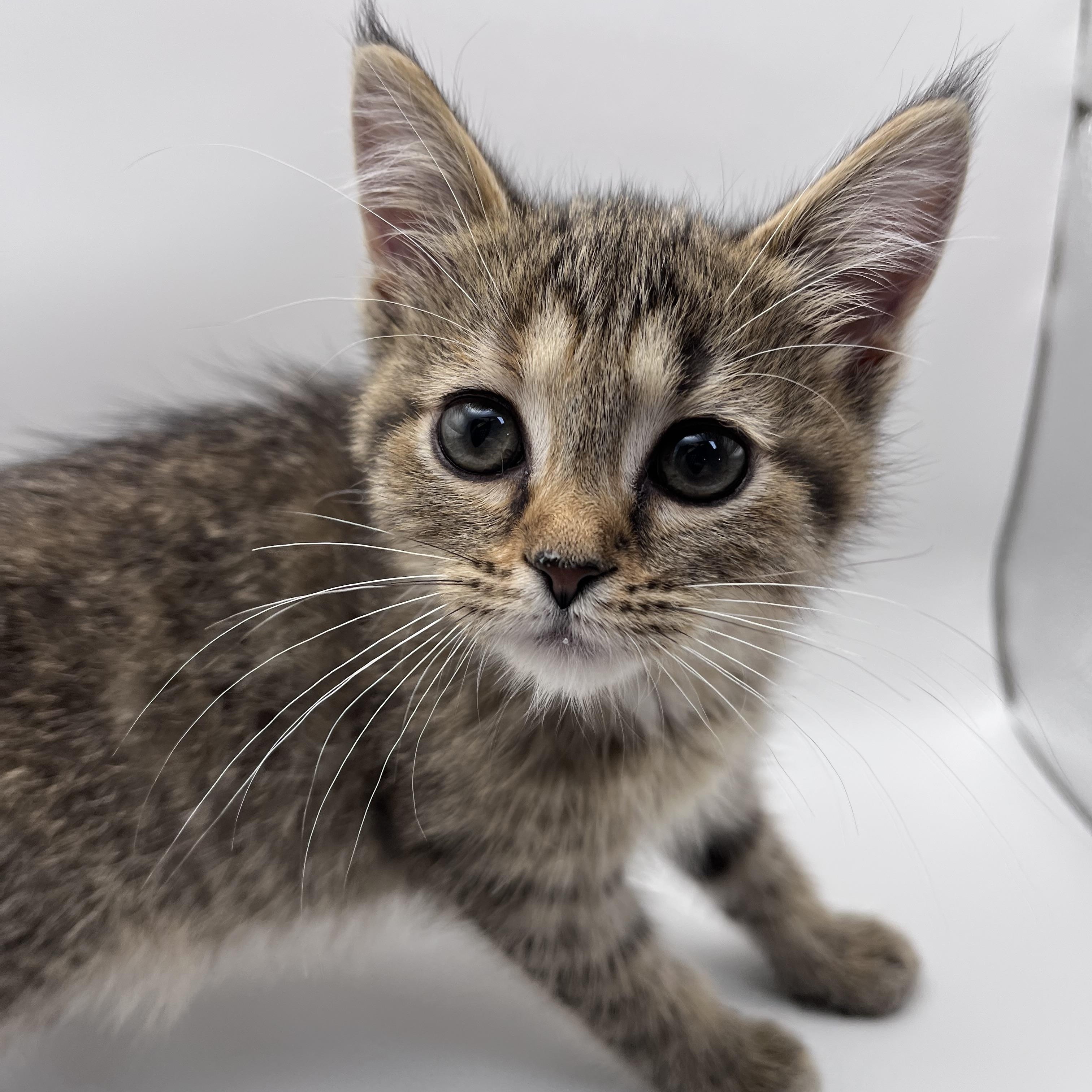 Enlarge Bean, a Adoptable mixed breed in Harrison, MI image 2/2