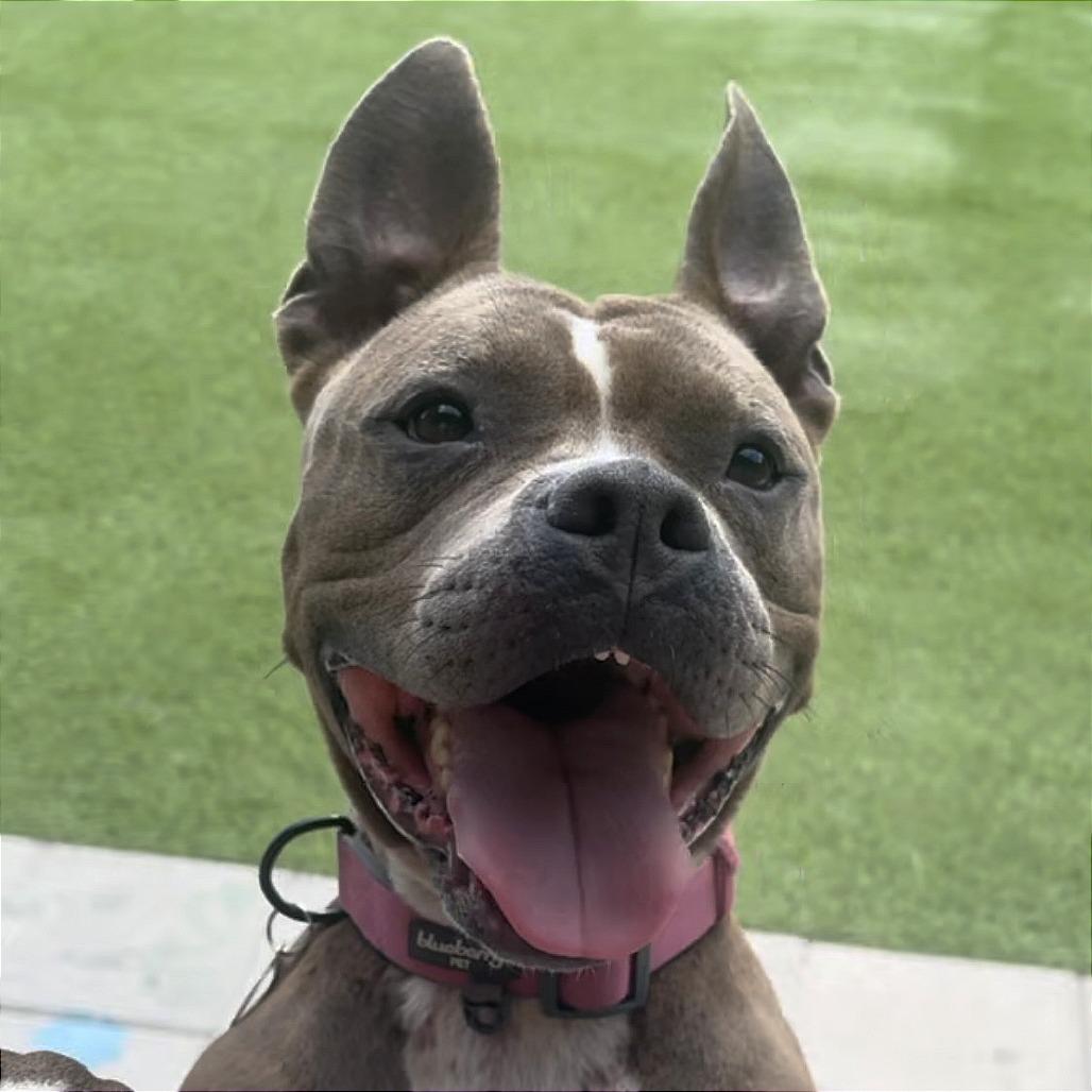 Nina, Adoptable, Senior Female American Staffordshire Terrier & Pit Bull Terrier.
