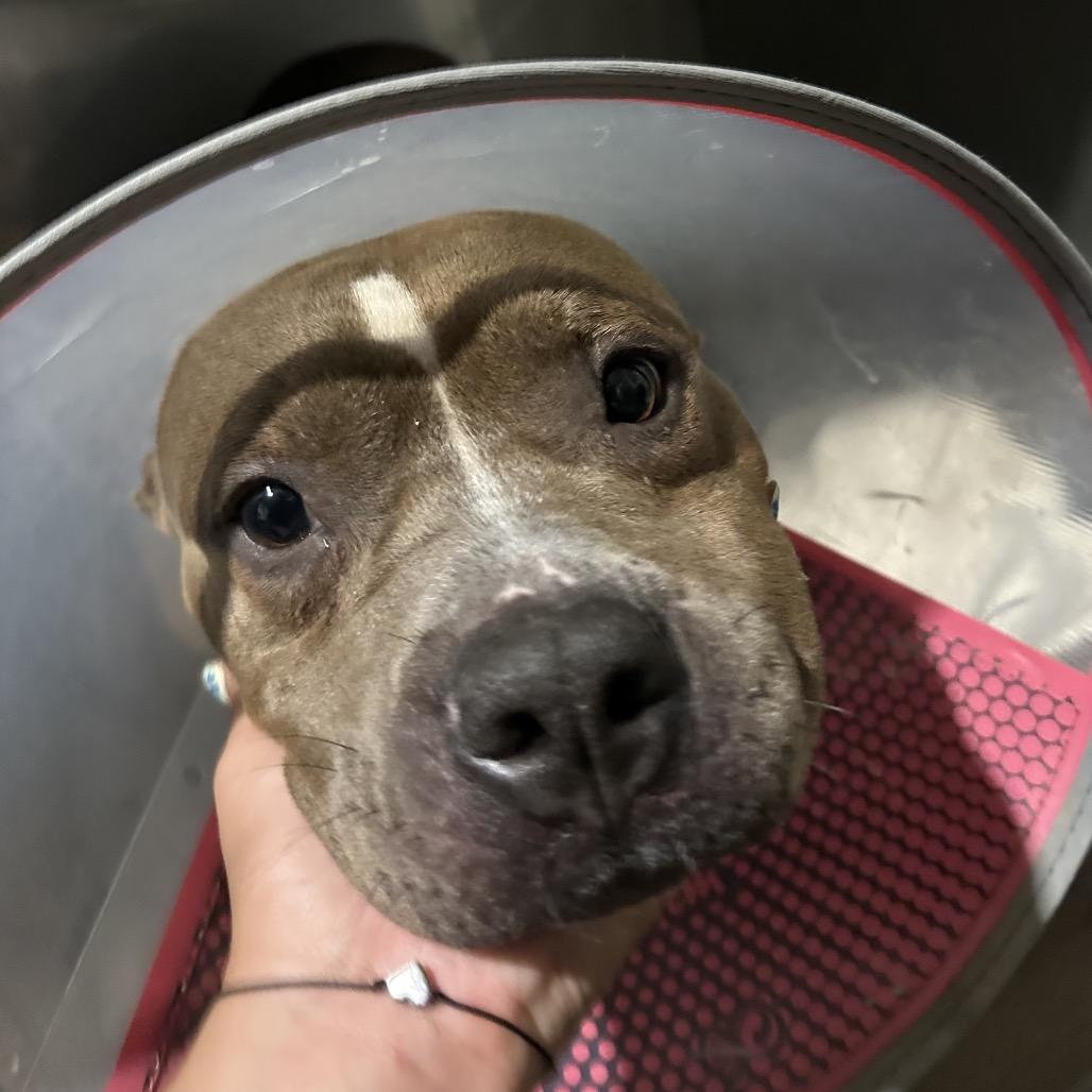 Enlarge Nina, a Adoptable mixed breed in Tampa, FL image 2/6