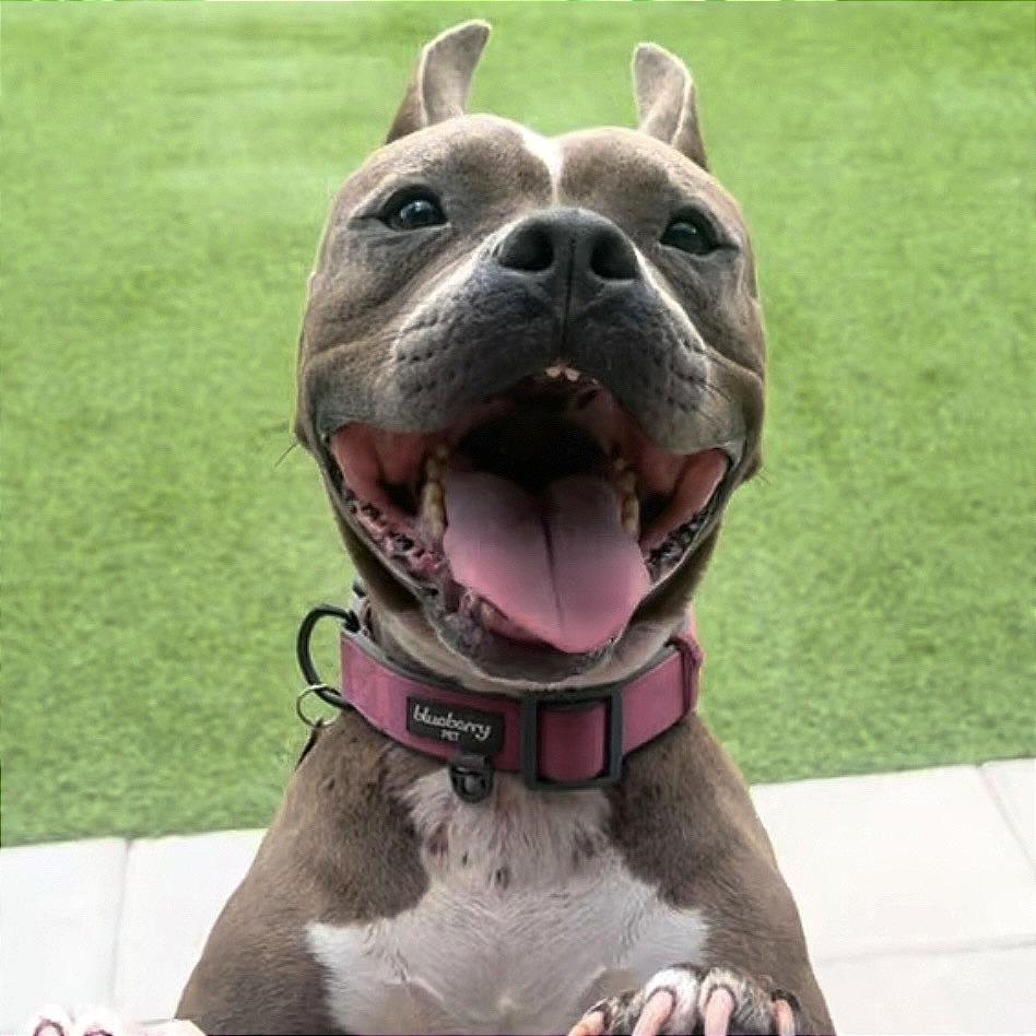 Enlarge Nina, a Adoptable mixed breed in Tampa, FL image 3/6
