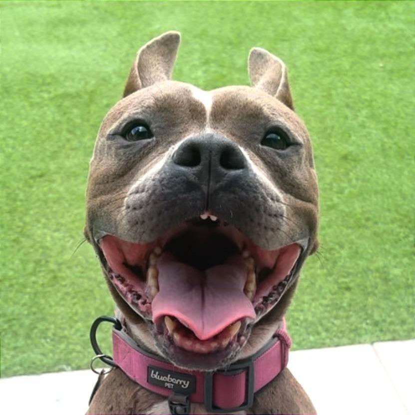 Enlarge Nina, a Adoptable mixed breed in Tampa, FL image 4/6