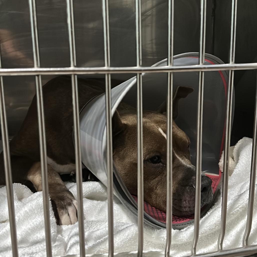 Enlarge Nina, a Adoptable mixed breed in Tampa, FL image 5/6