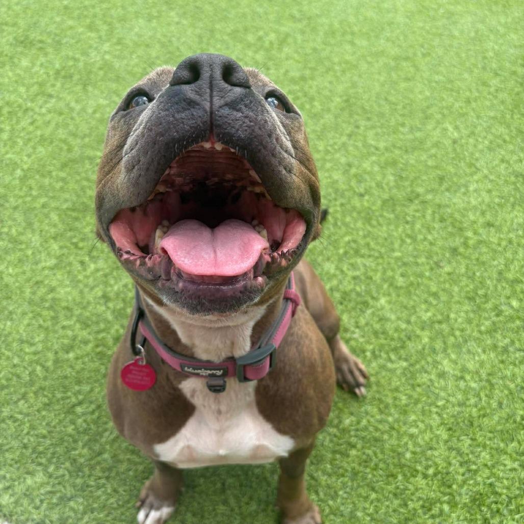 Enlarge Nina, a Adoptable mixed breed in Tampa, FL image 6/6
