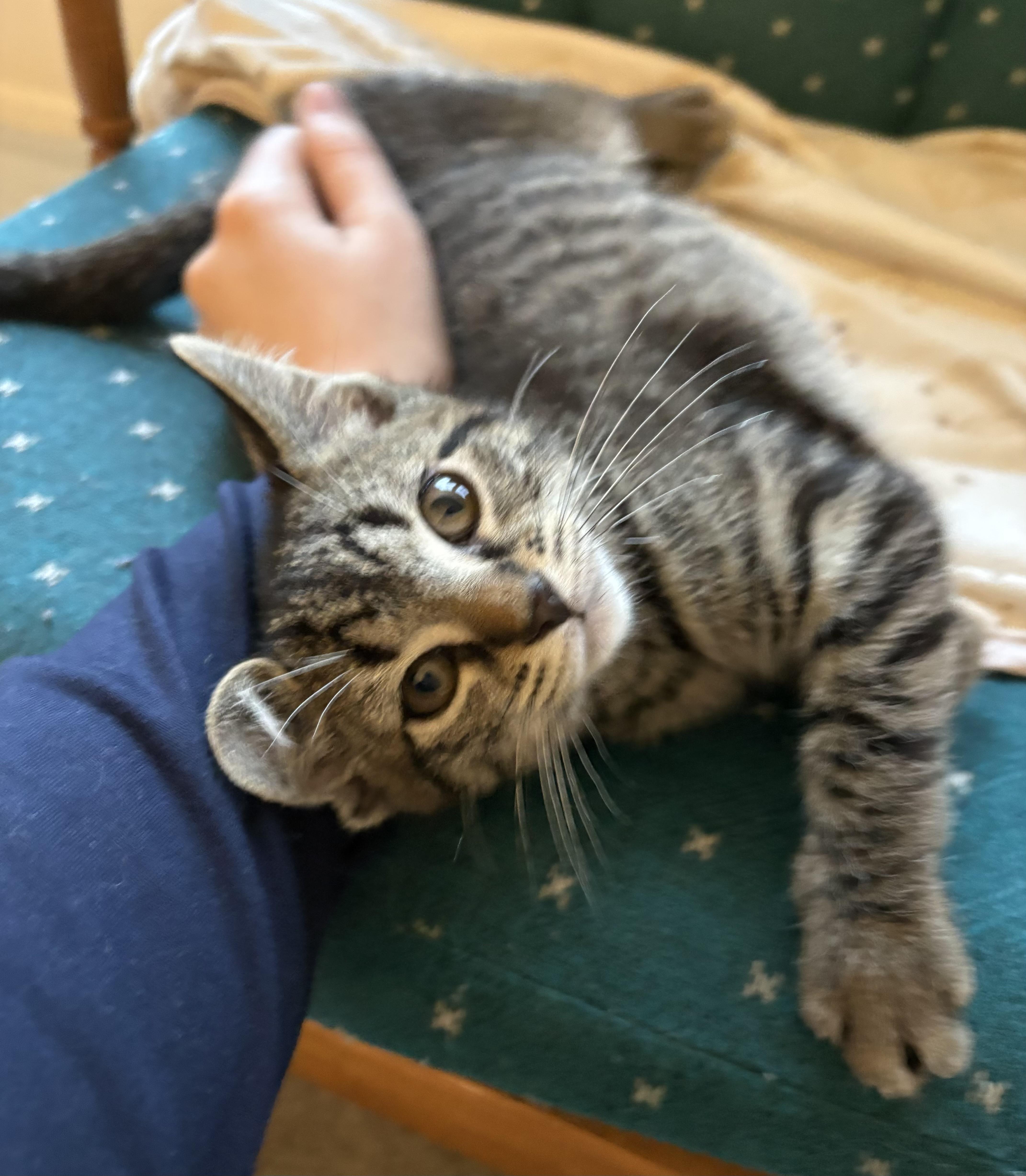 Enlarge Samus, a ADOPTABLE Domestic Short Hair in Indianapolis, IN image 3/4