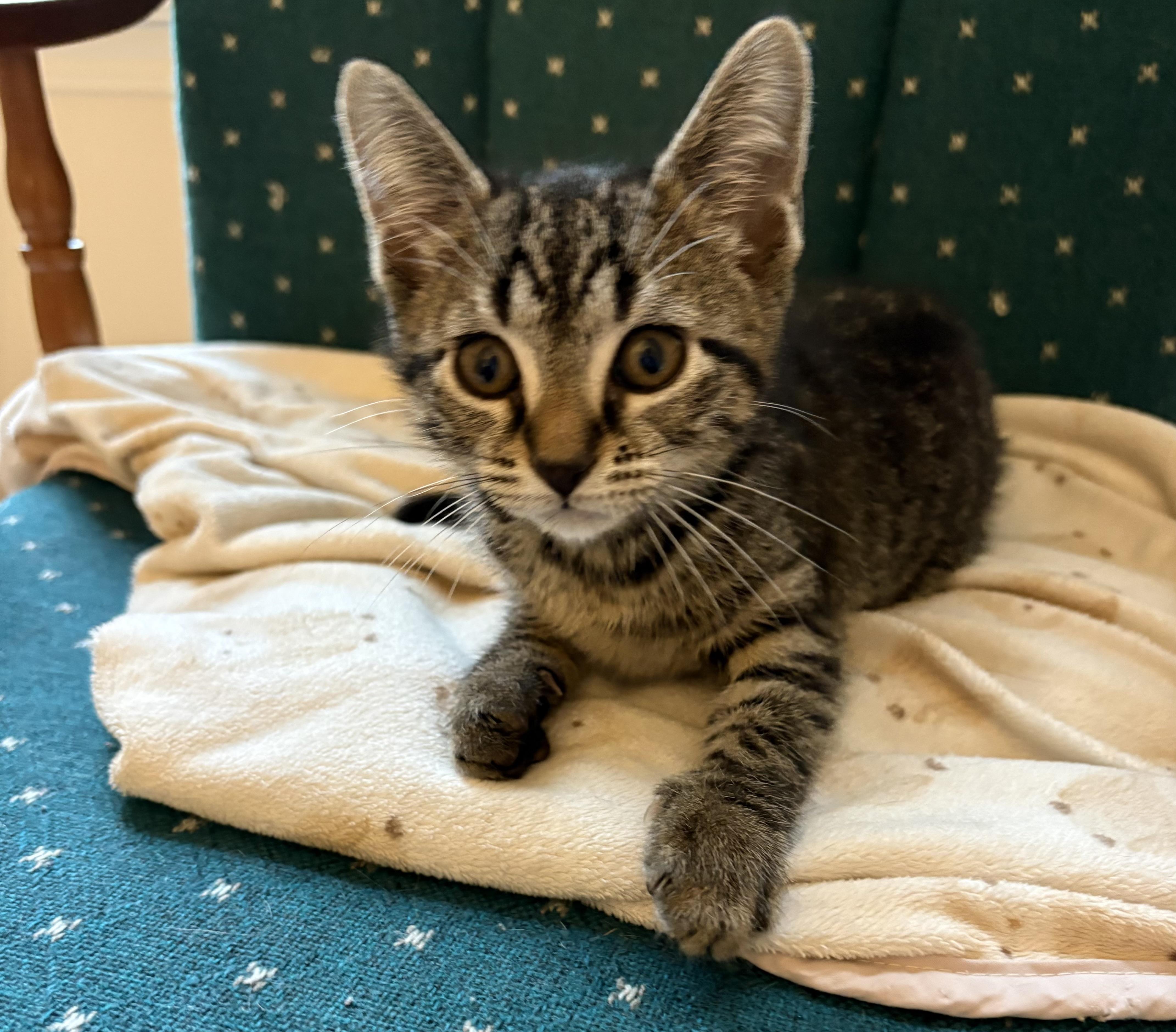 Enlarge Samus, a ADOPTABLE Domestic Short Hair in Indianapolis, IN image 1/4