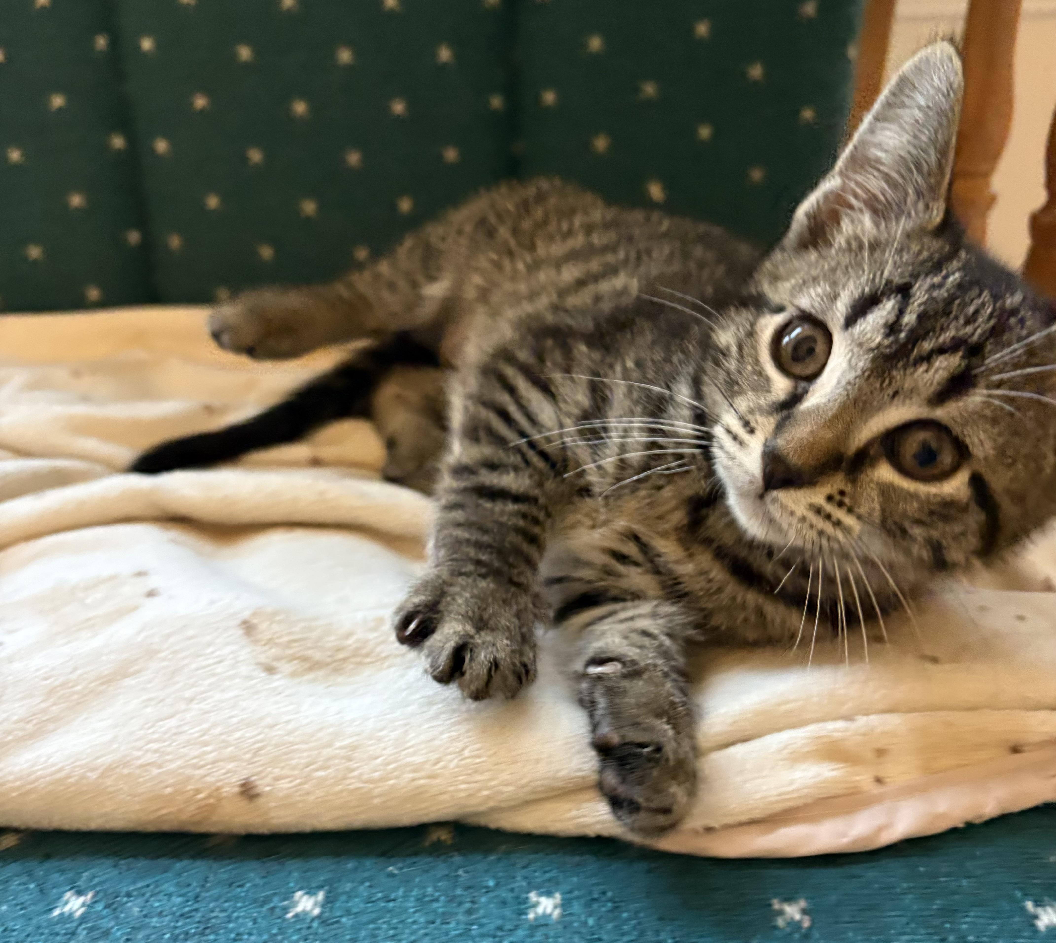 Enlarge Samus, a ADOPTABLE Domestic Short Hair in Indianapolis, IN image 4/4