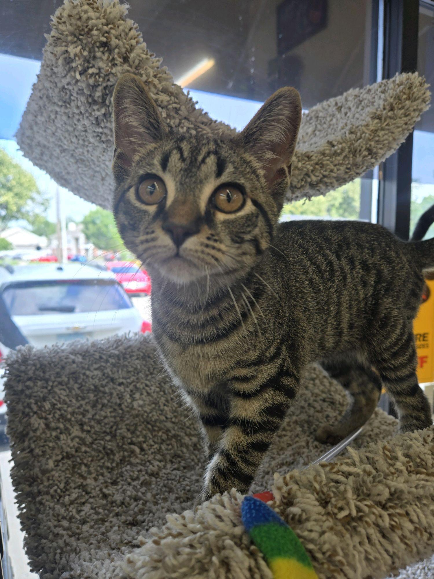 Samus, an adoptable Domestic Short Hair in Indianapolis, IN image 5/6