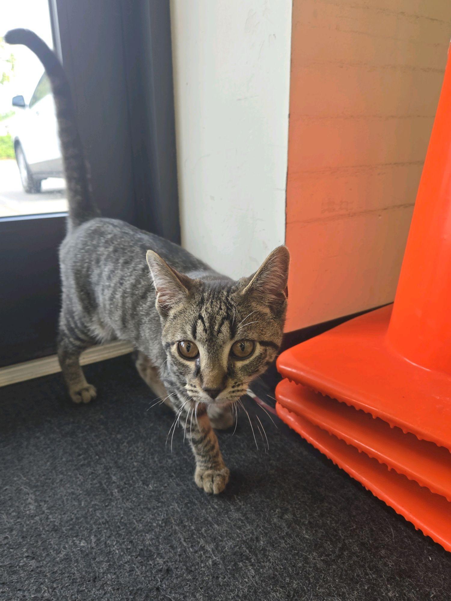 Samus, an adoptable Domestic Short Hair in Indianapolis, IN image 6/6