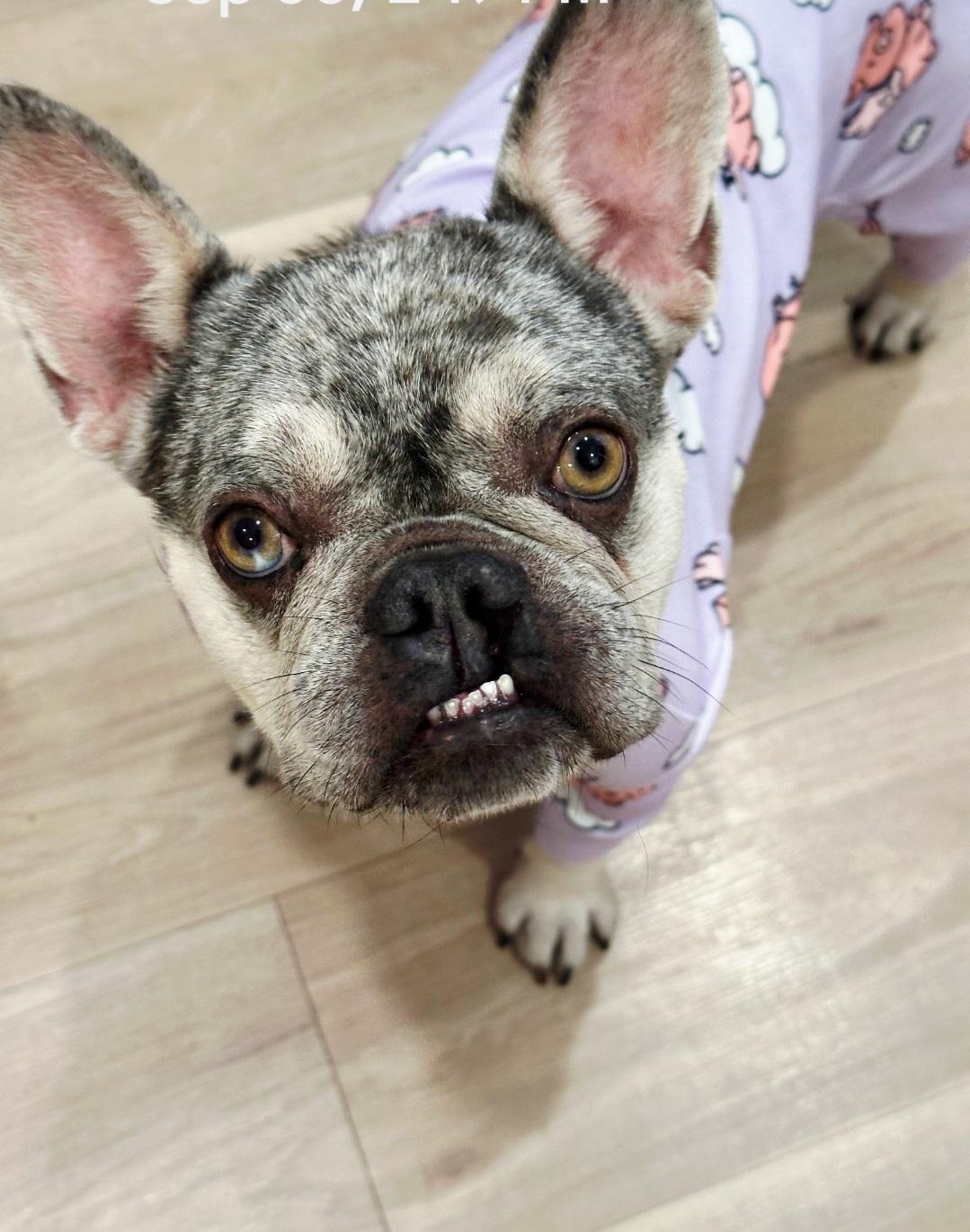 Enlarge Emma, an adopted French Bulldog in Venice, CA image 2/4